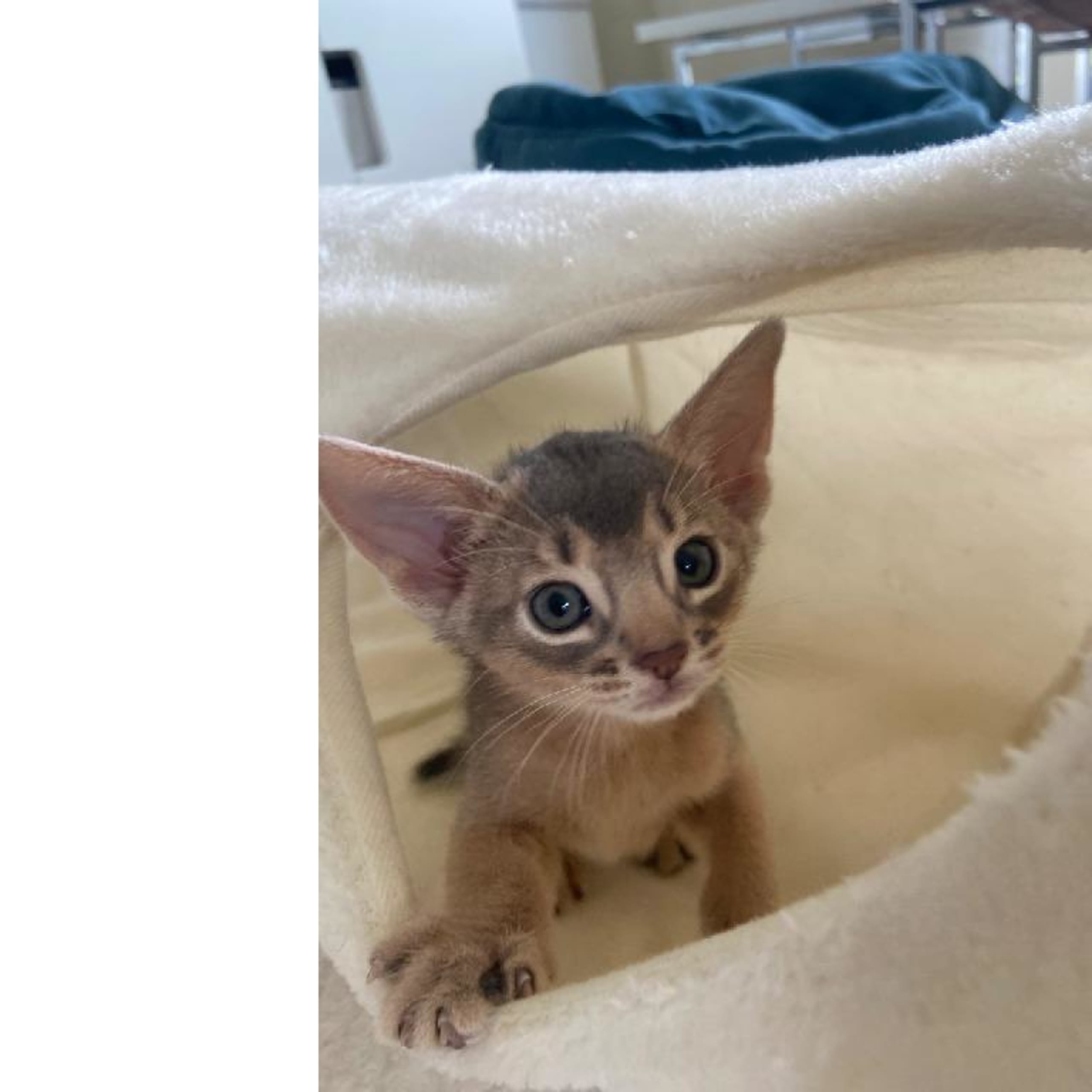 Abyssinier