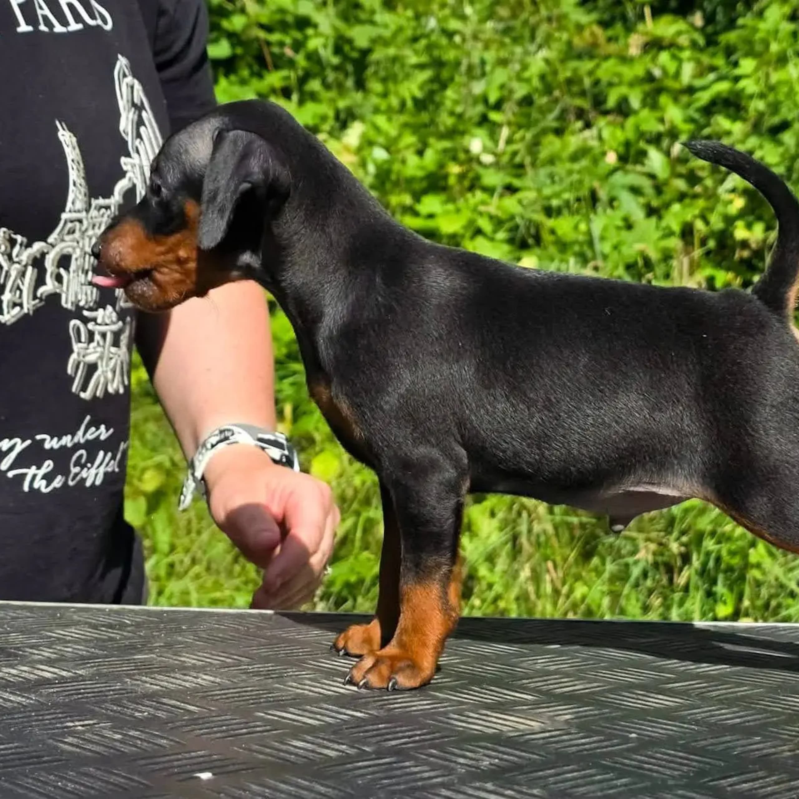 Dvärgpinscher