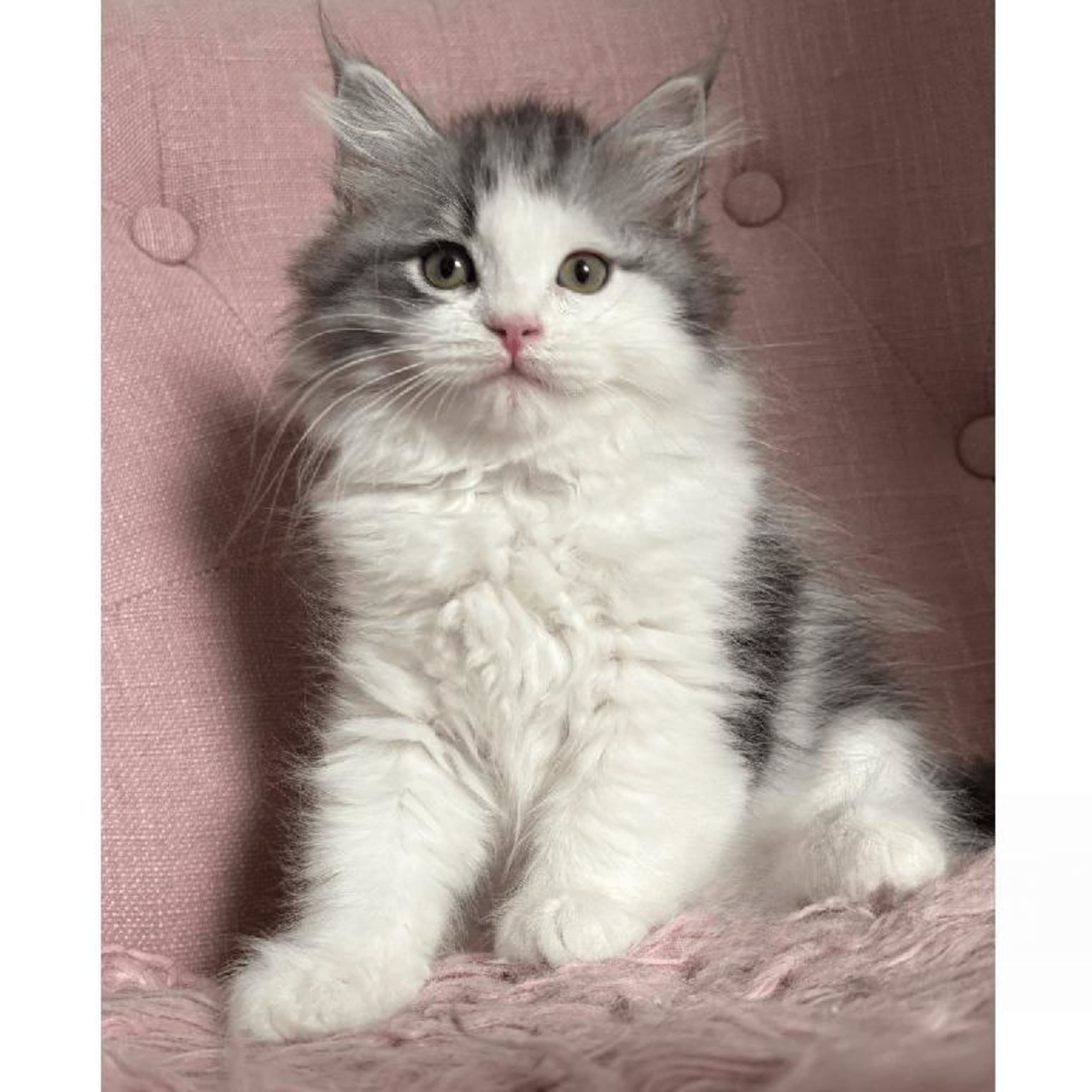 Sibirisk katt