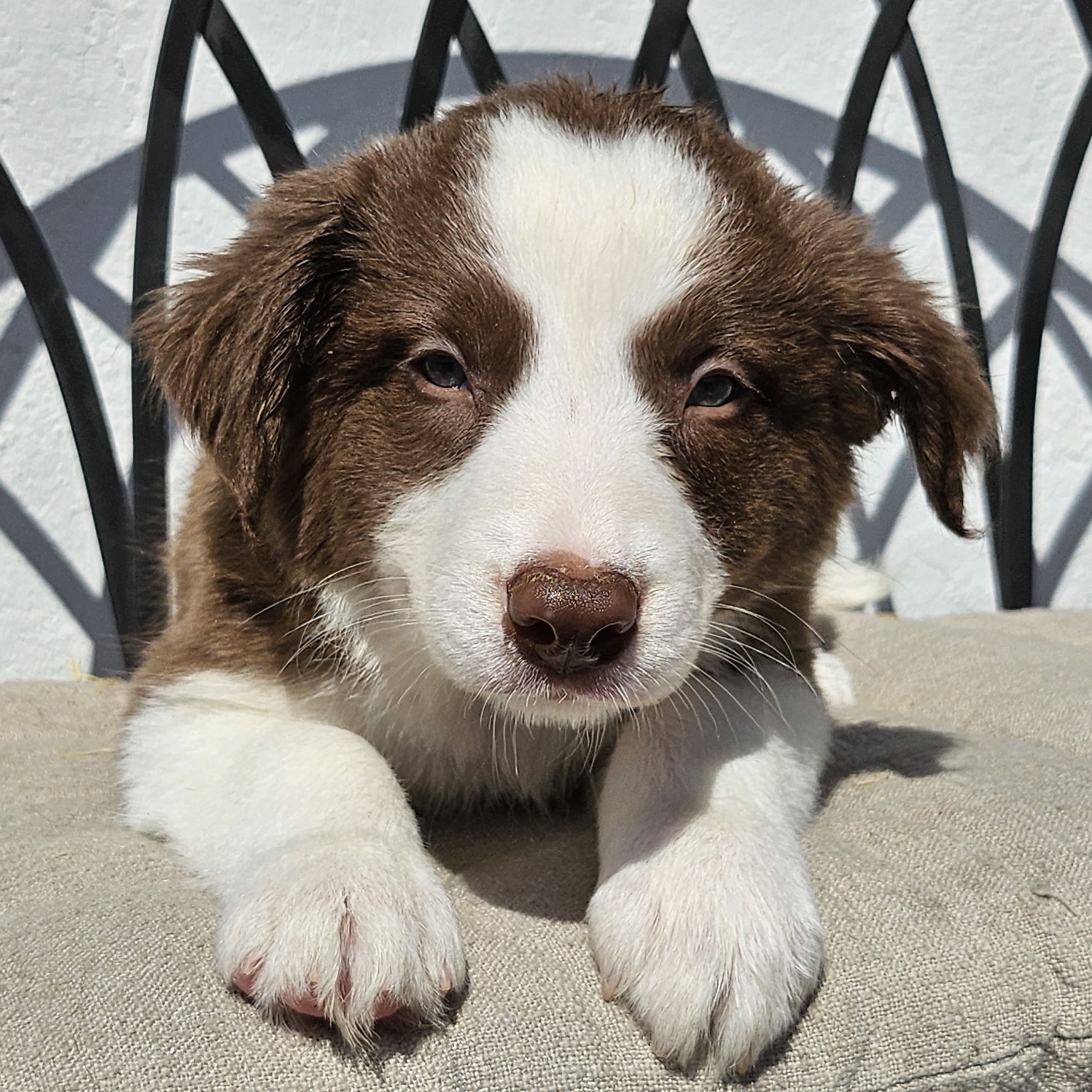 Border collie