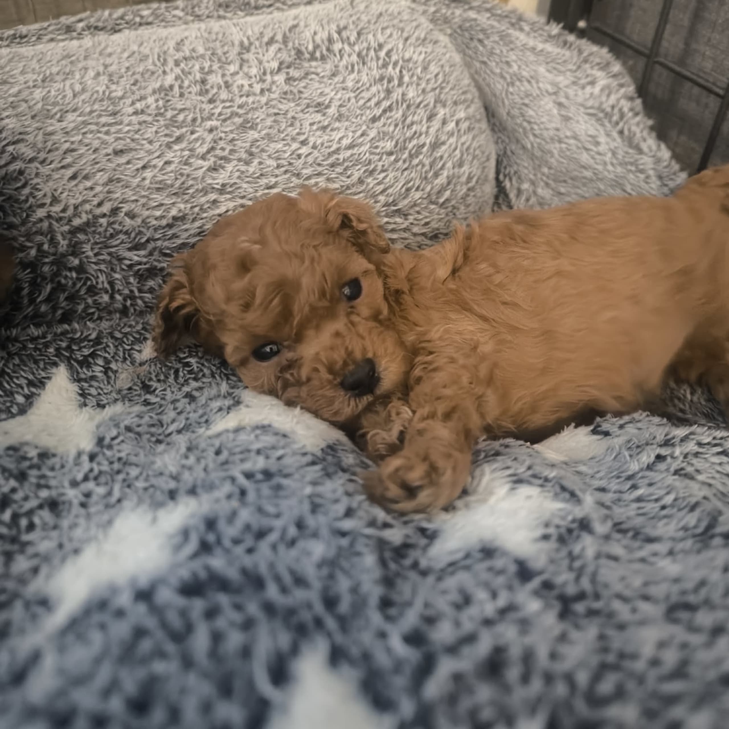 Miniature Poodle