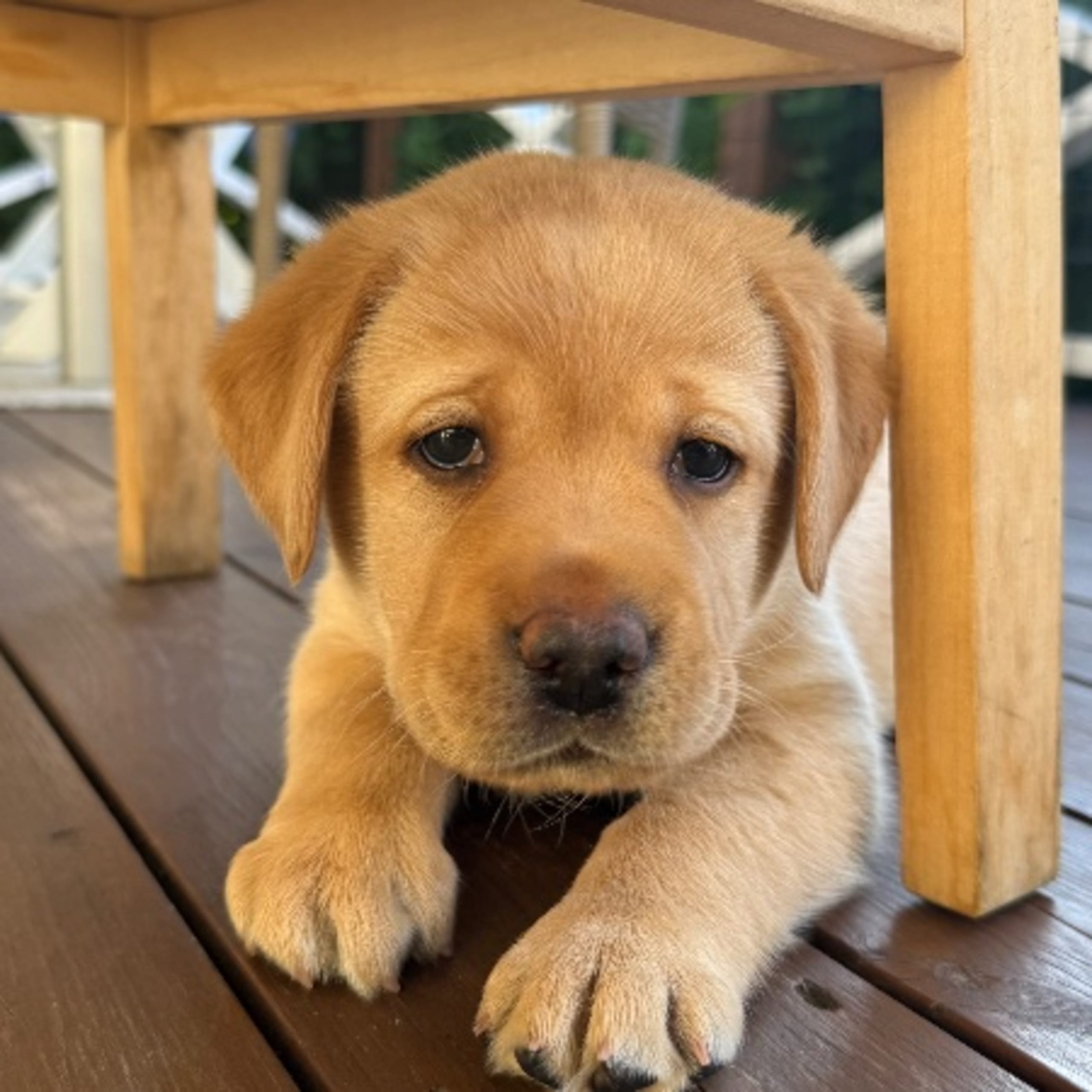 Labrador retriever