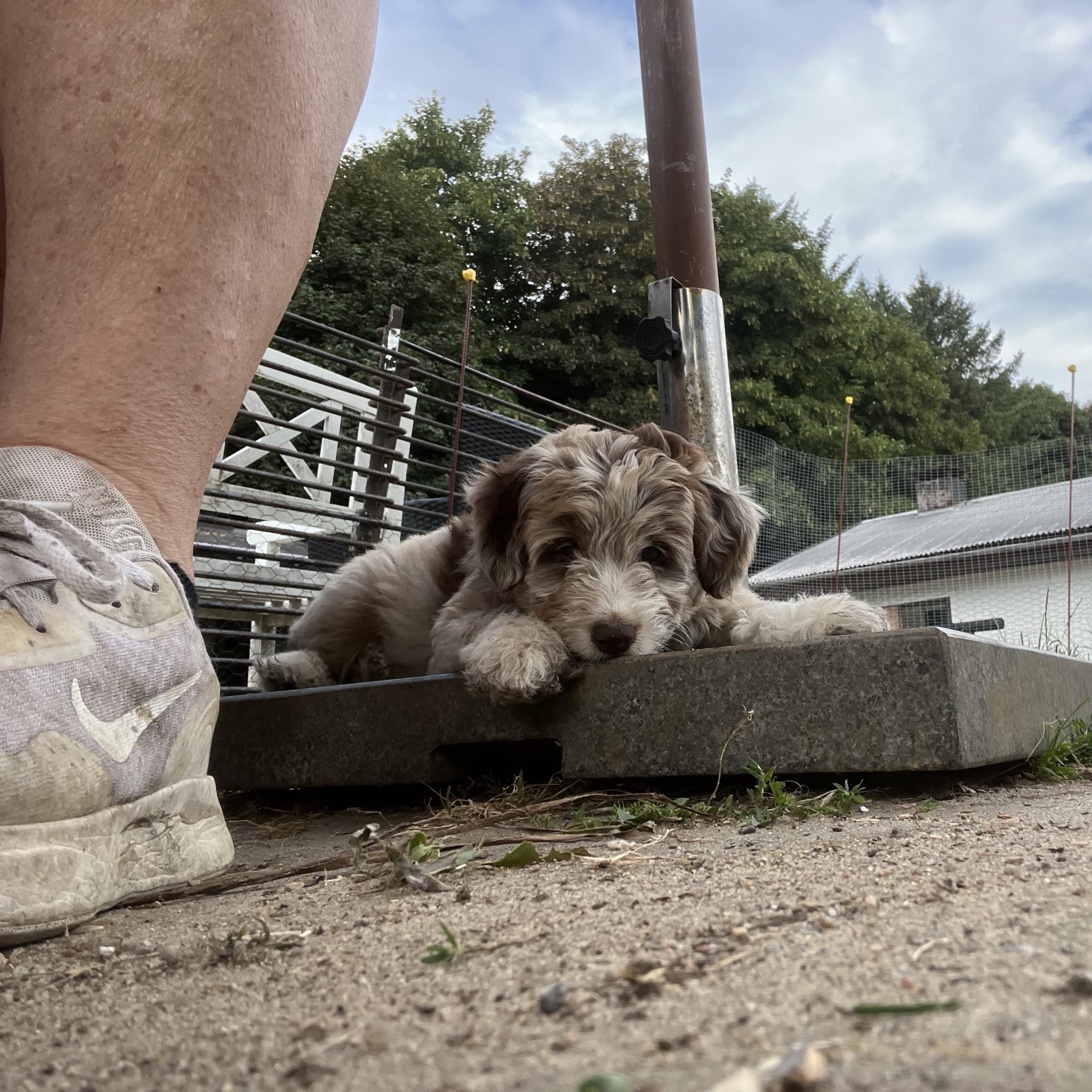 Aussiedoodle