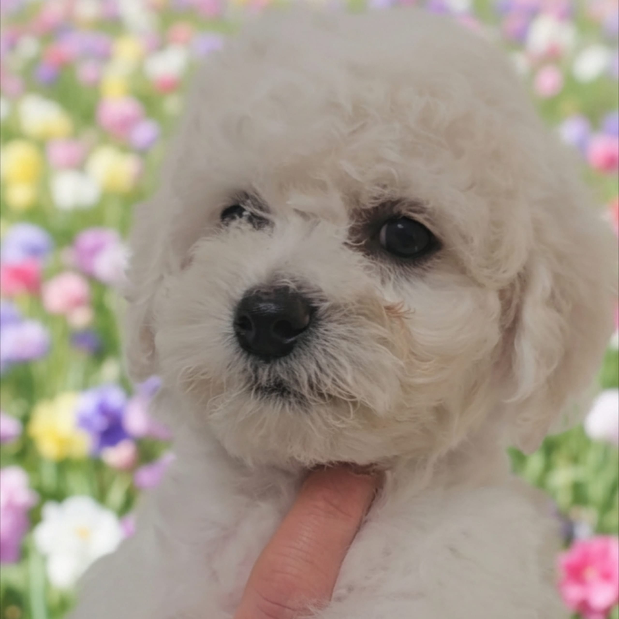 Bichon frisé
