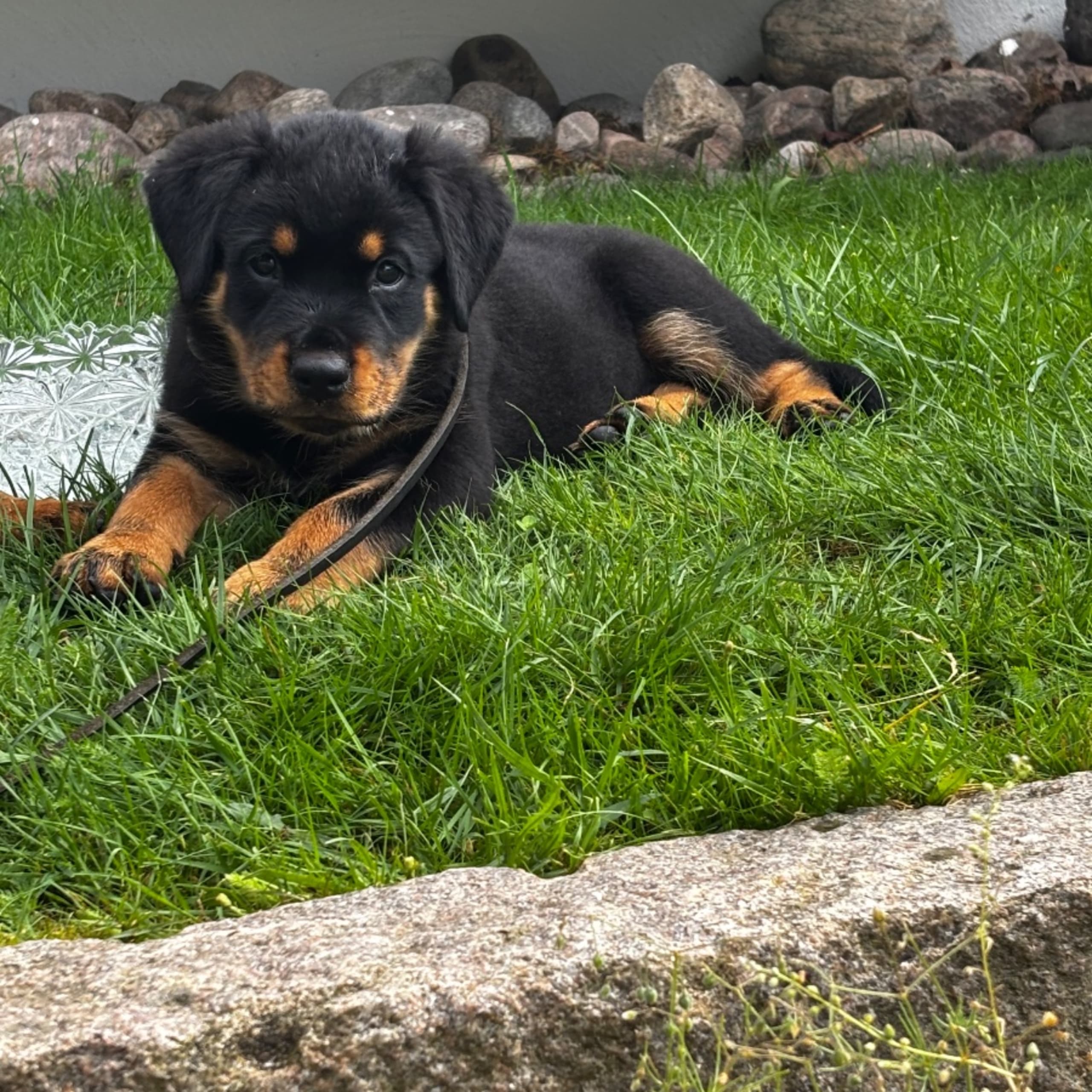 Rock This