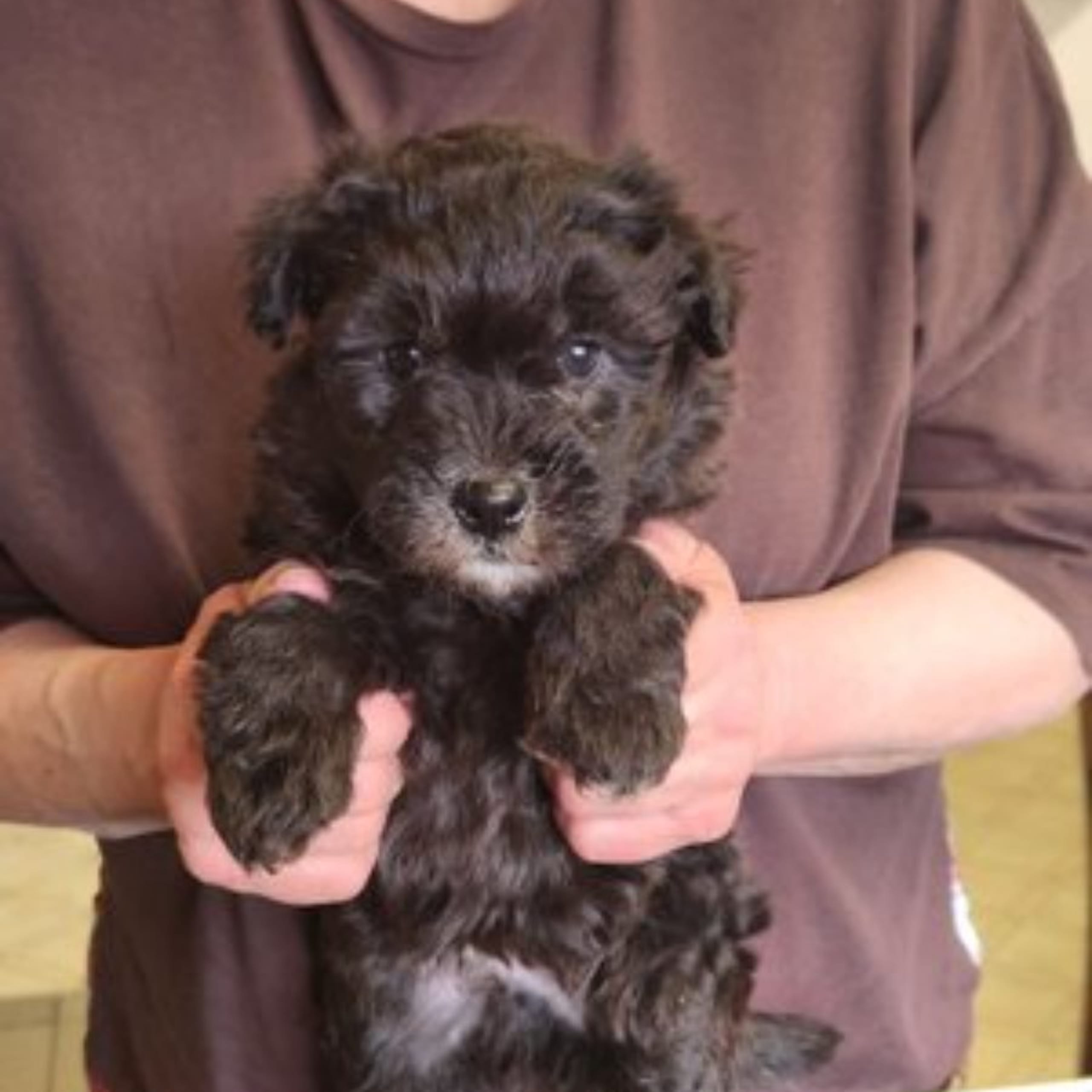 Pumi