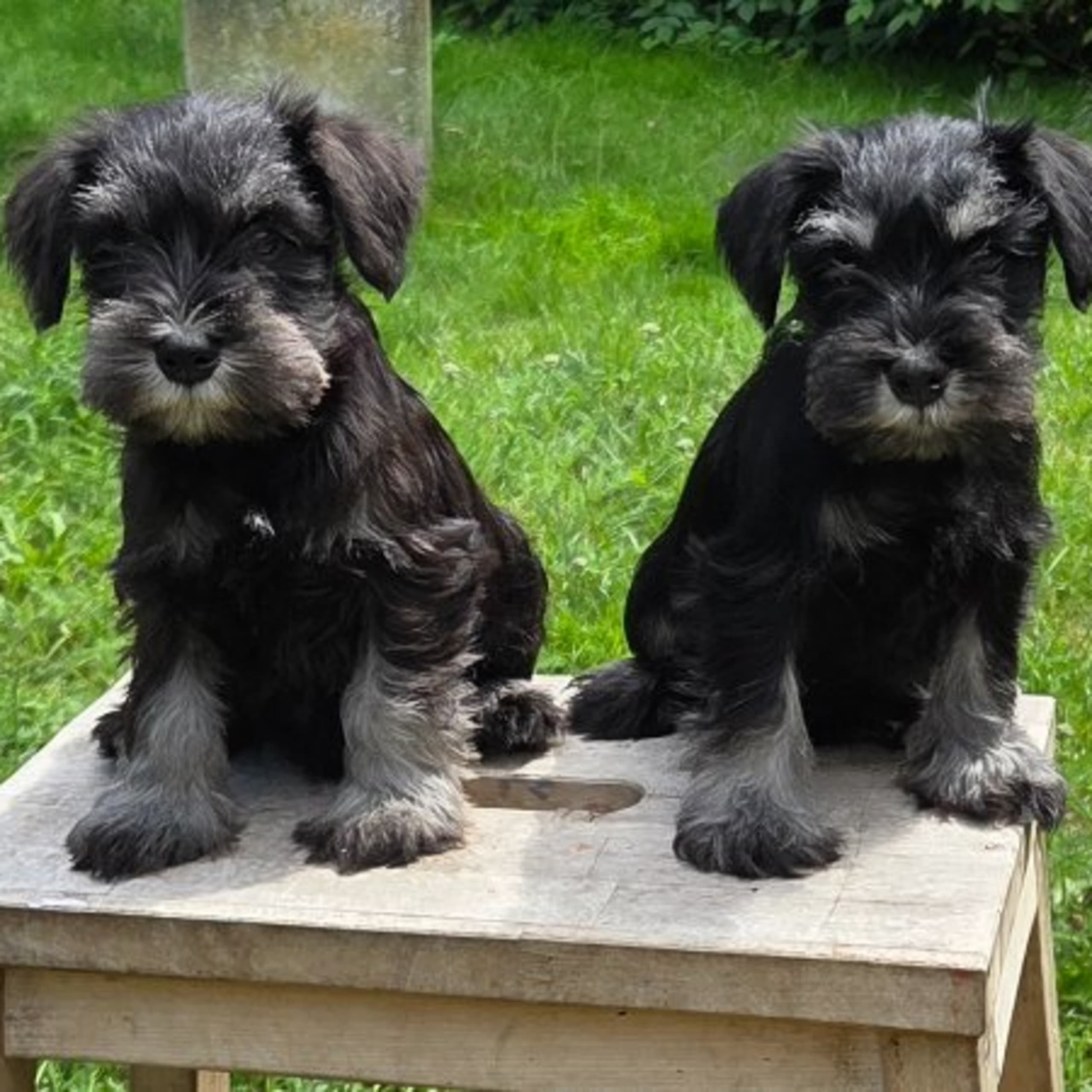 Dvärgschnauzer