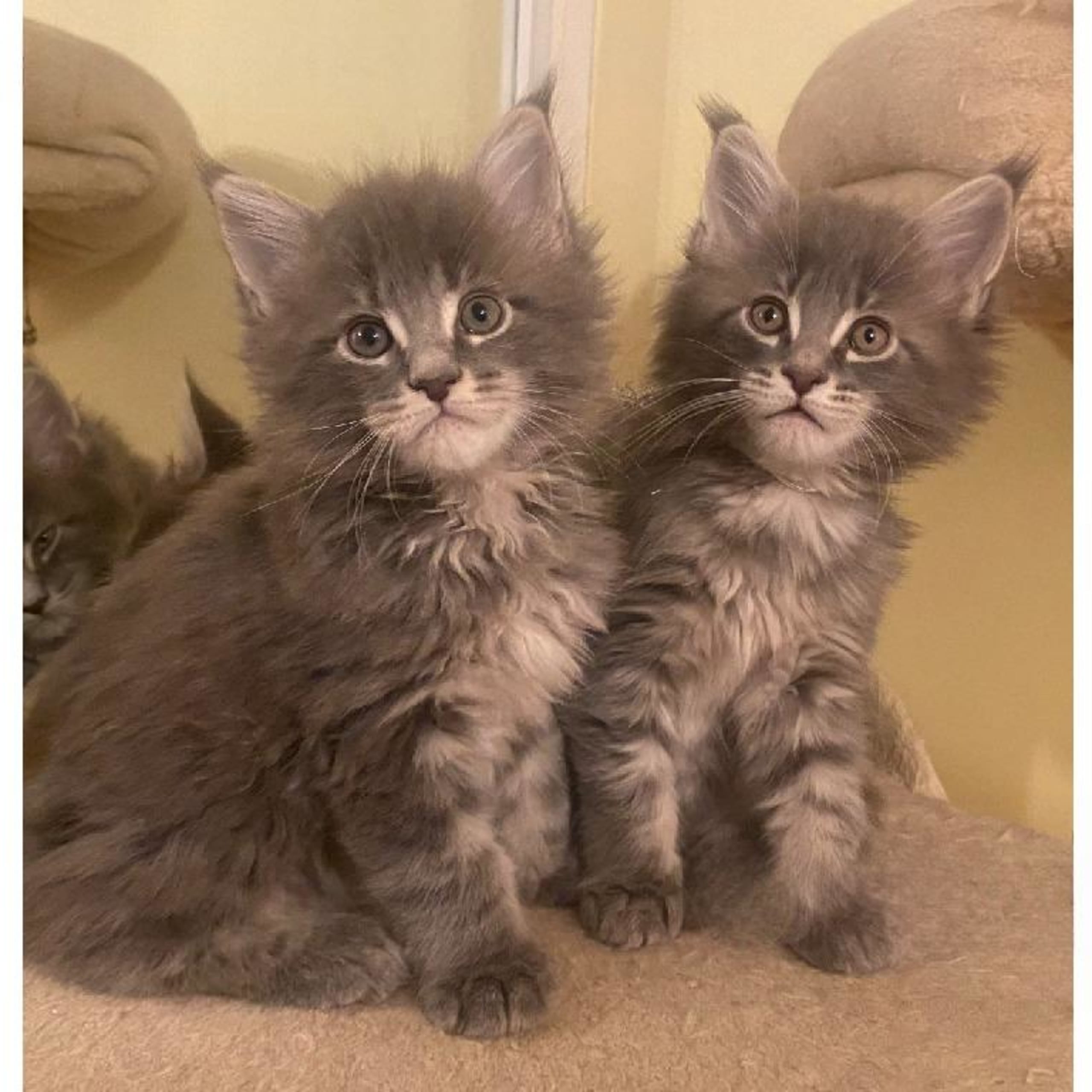 Maine Coon
