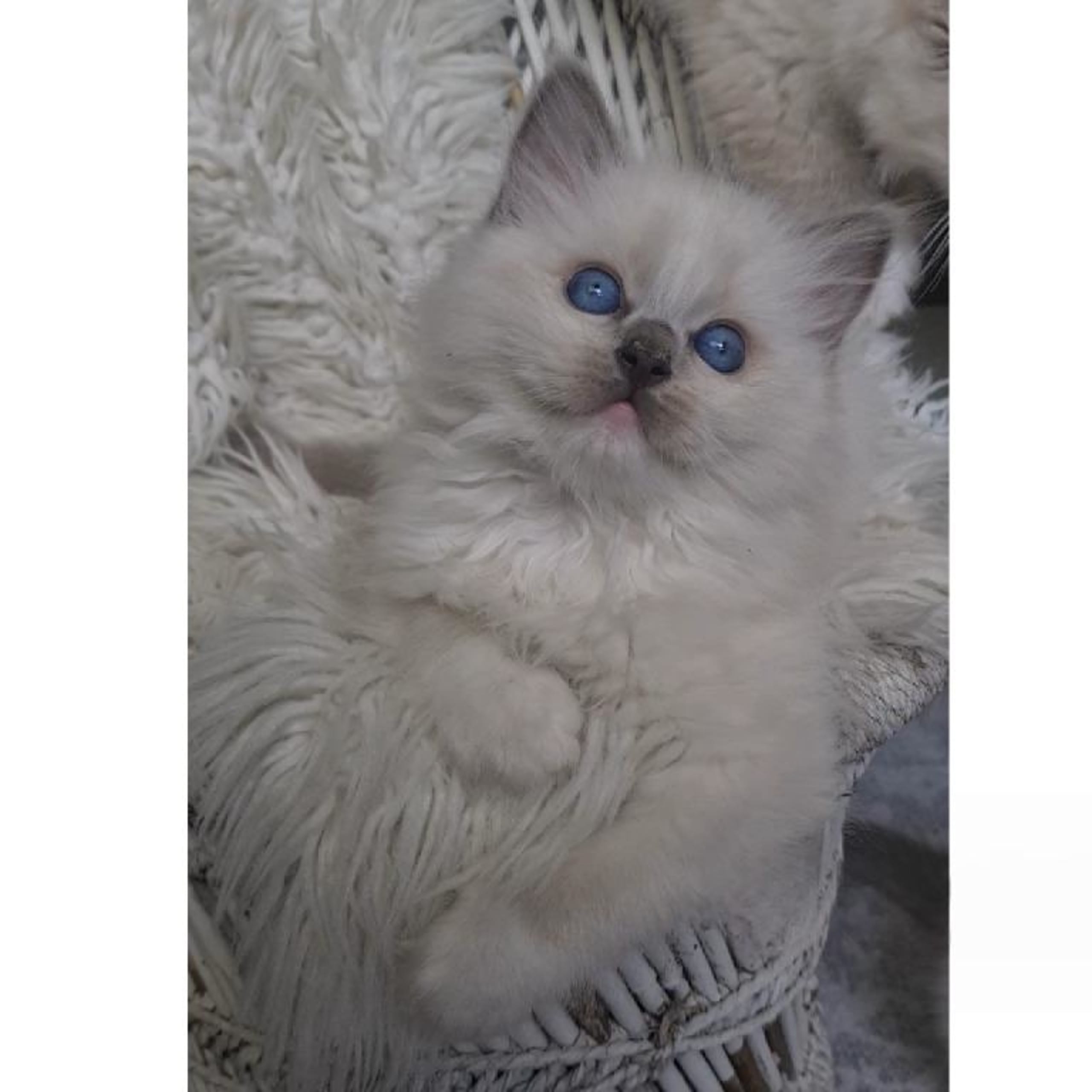 Ragdoll