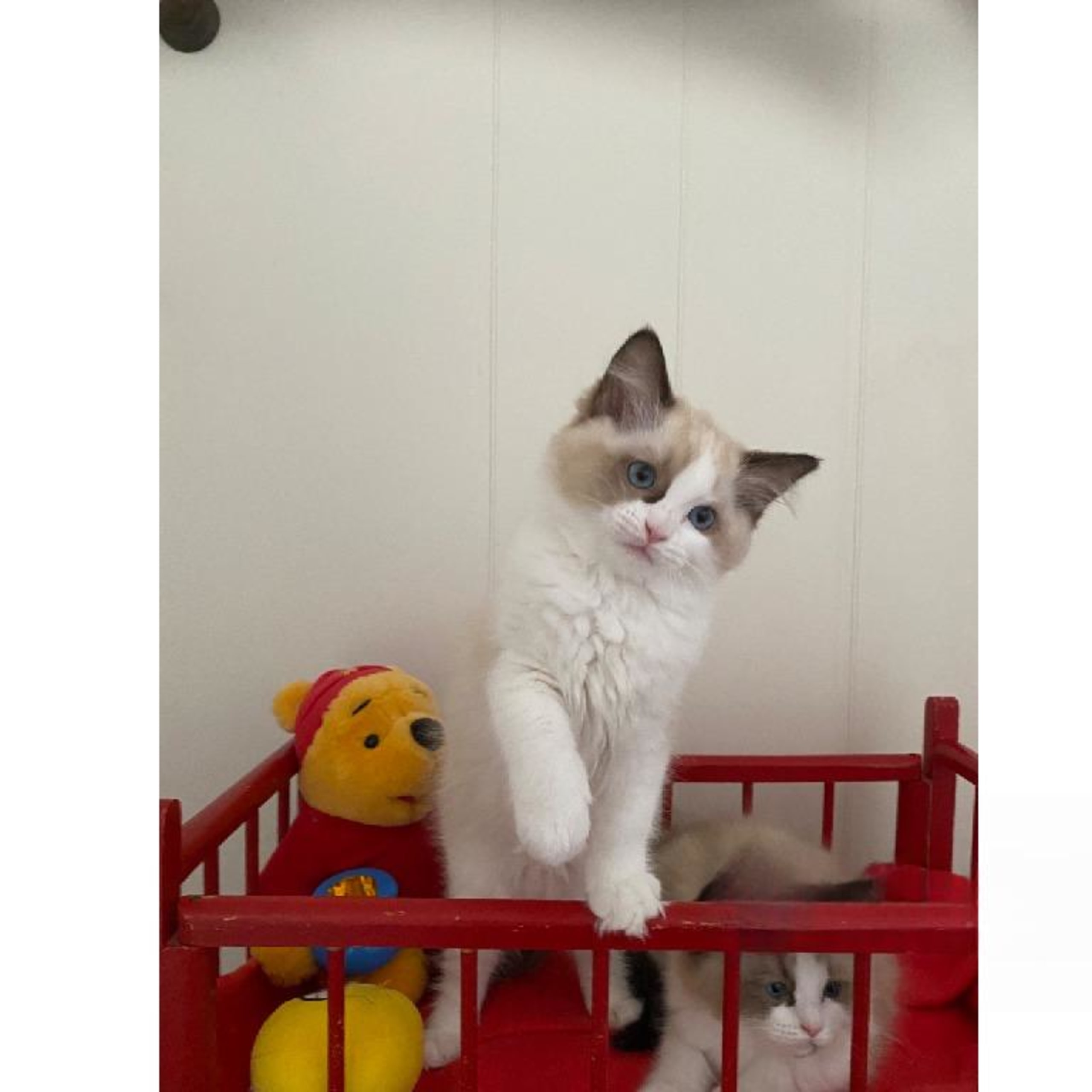 Ragdoll