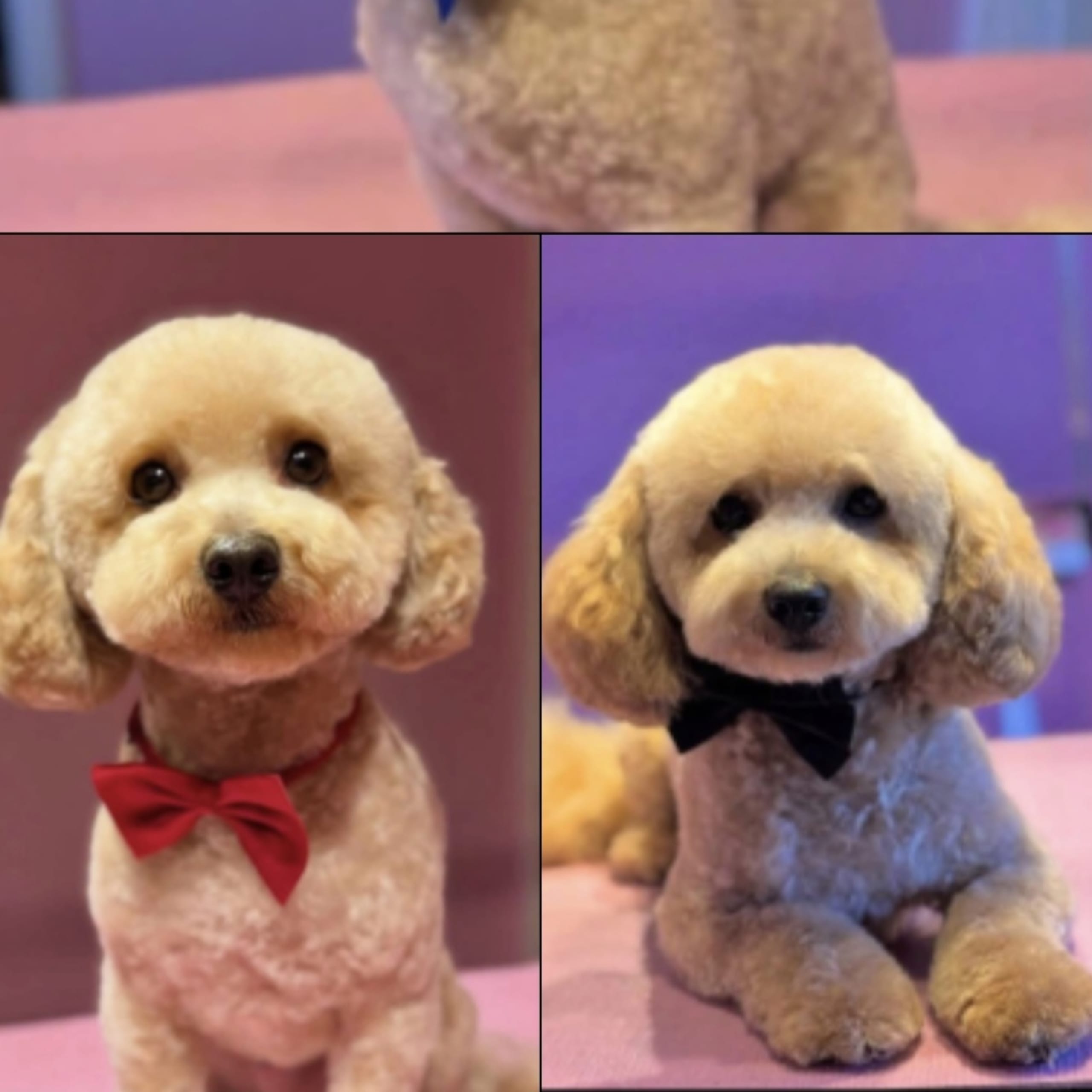 Maltipoo