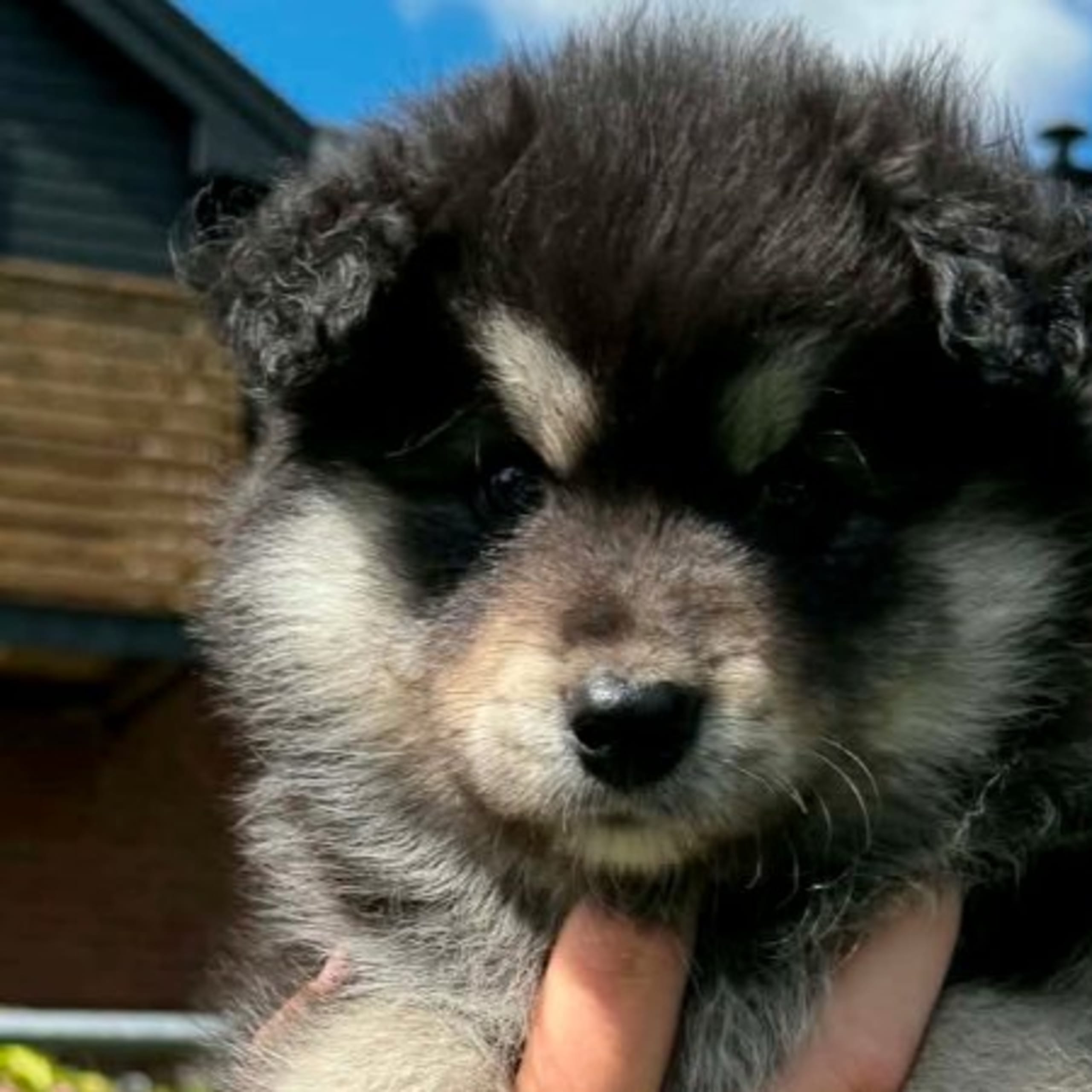 Finsk lapphund
