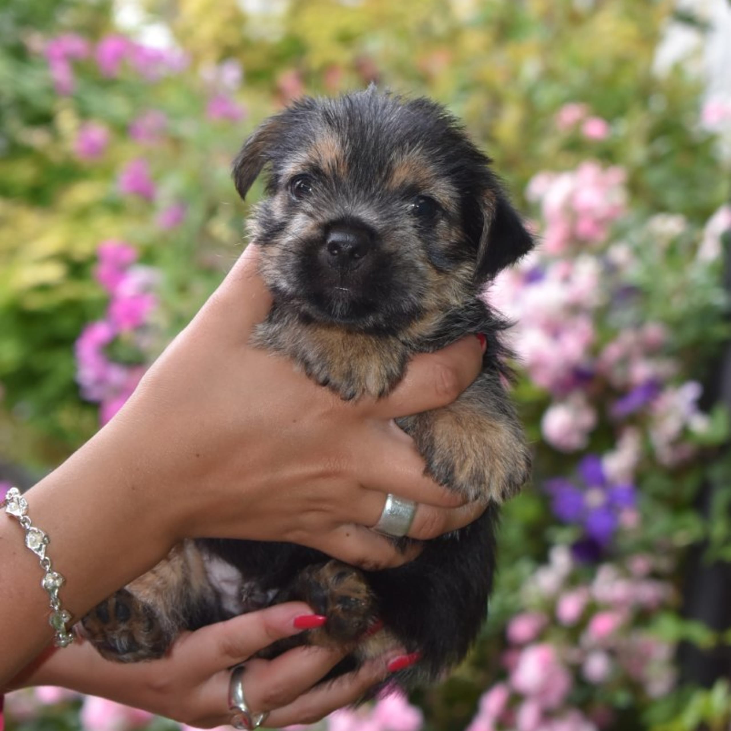 Norwichterrier