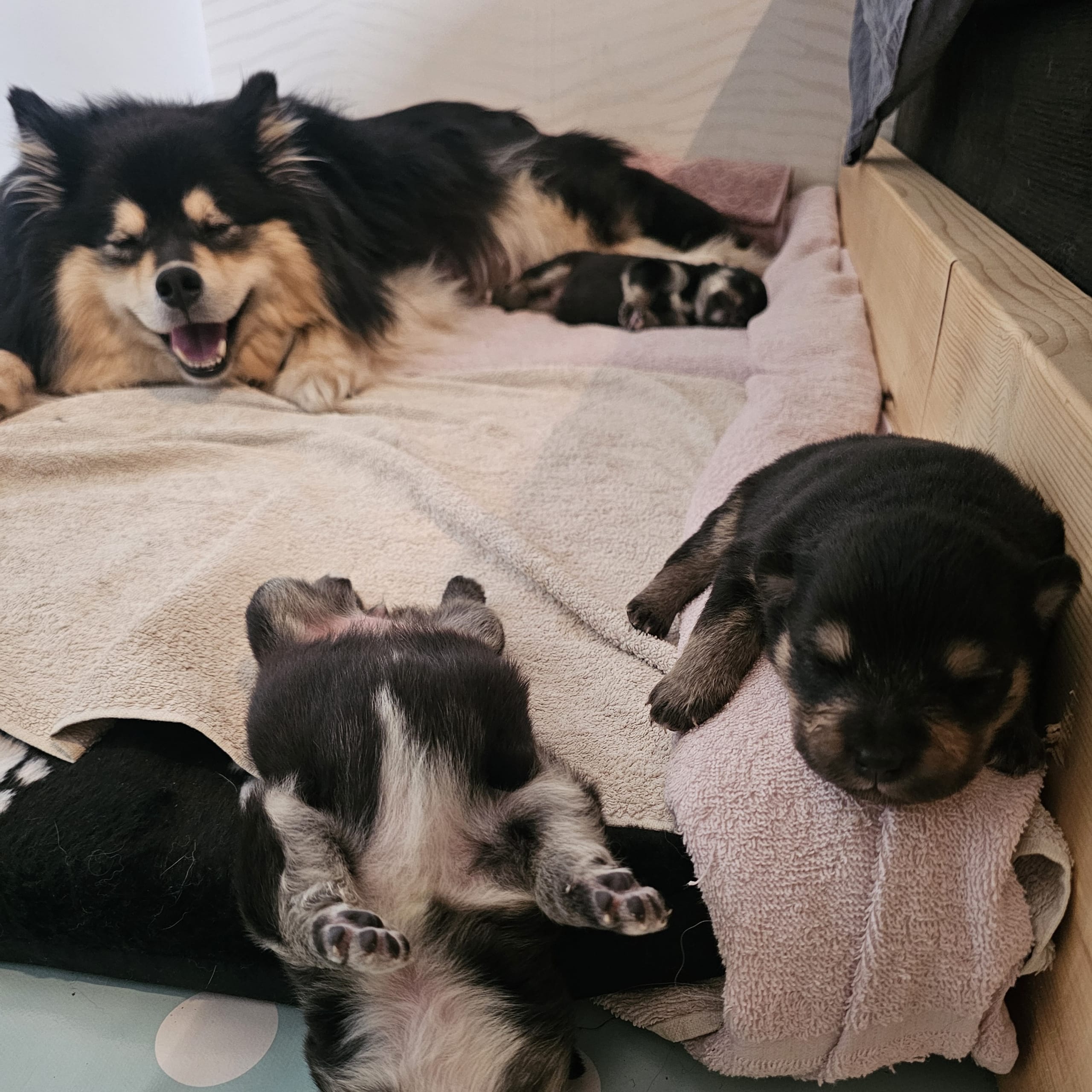 Finsk lapphund
