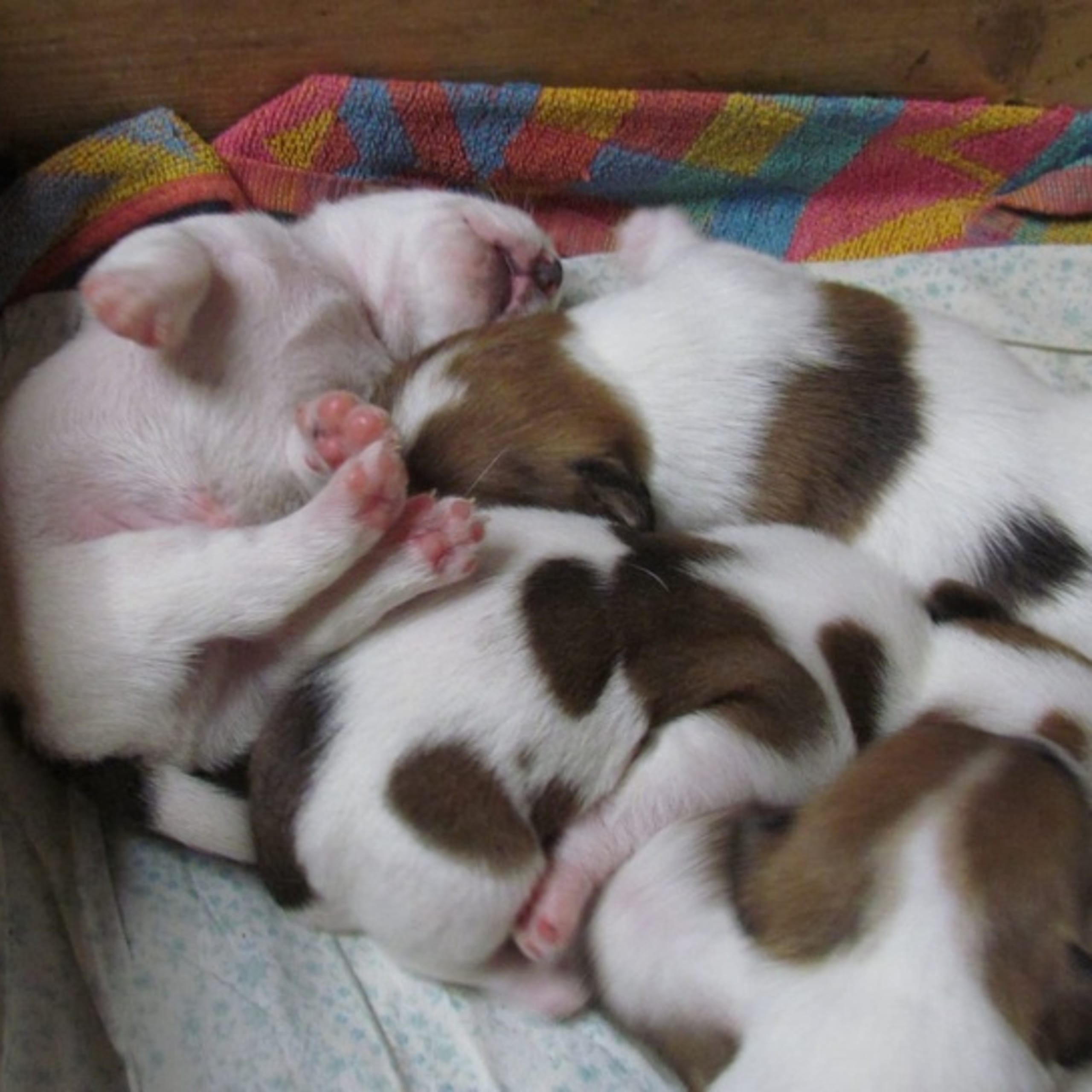 Jack russell terrier