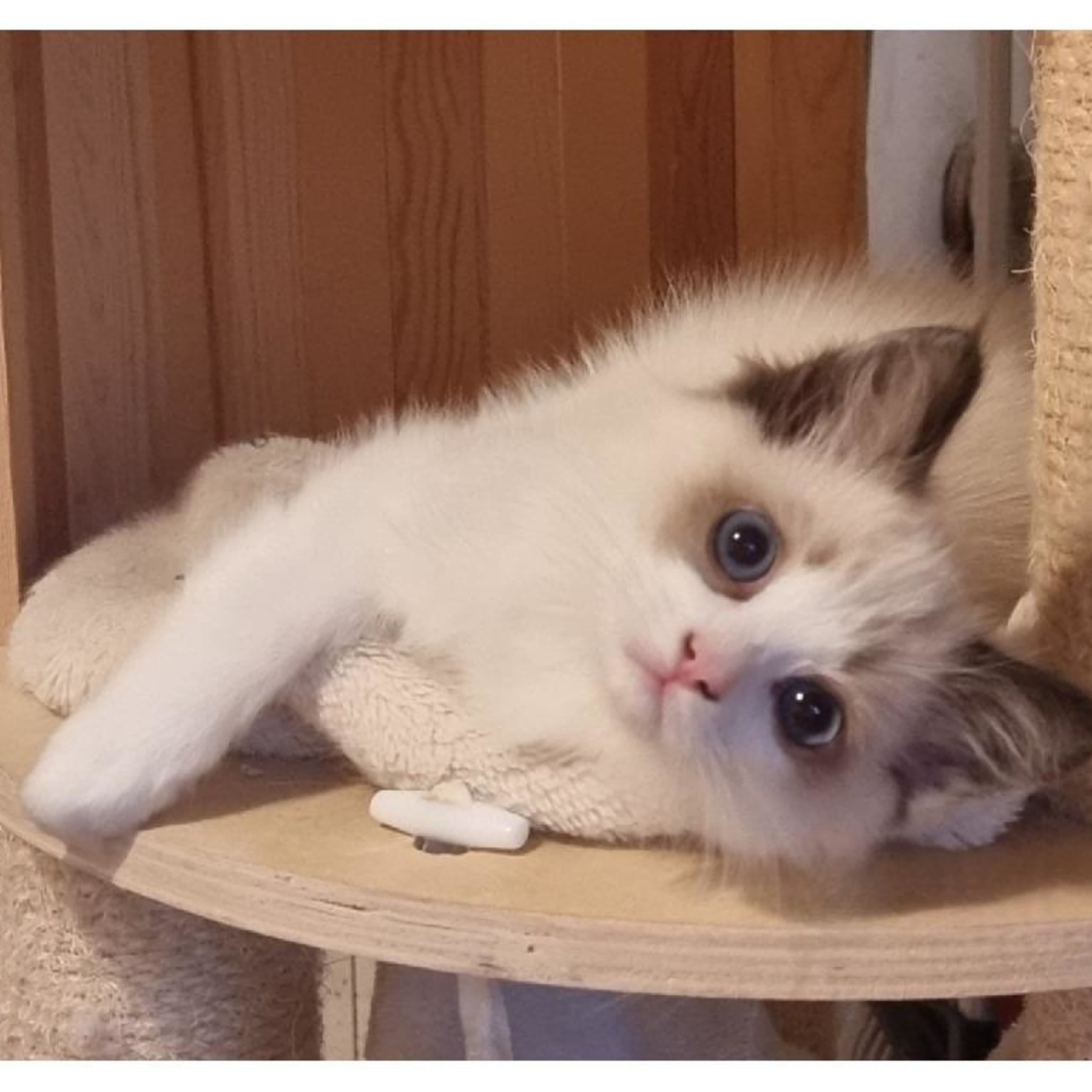 Ragdoll