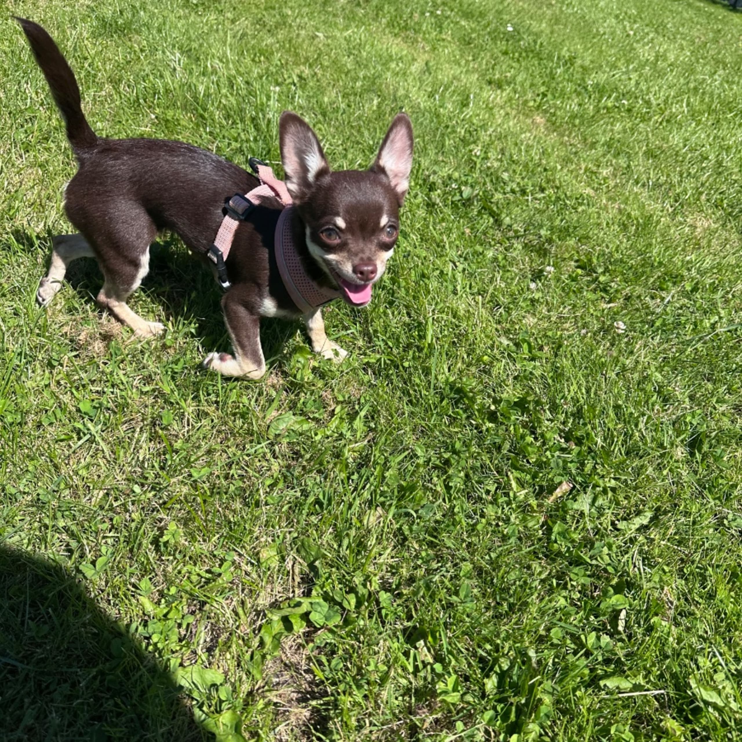 My Little Chi