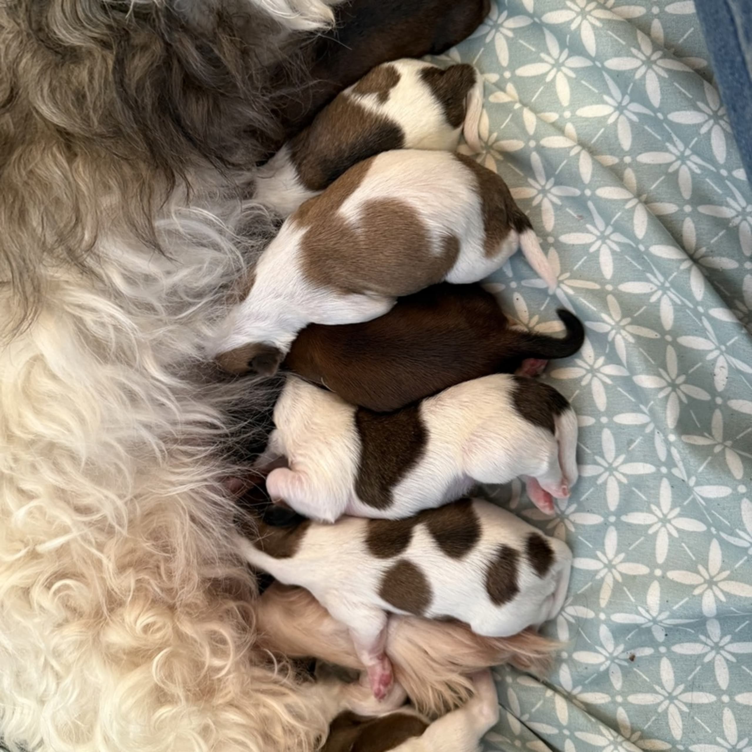 Bichon havanais