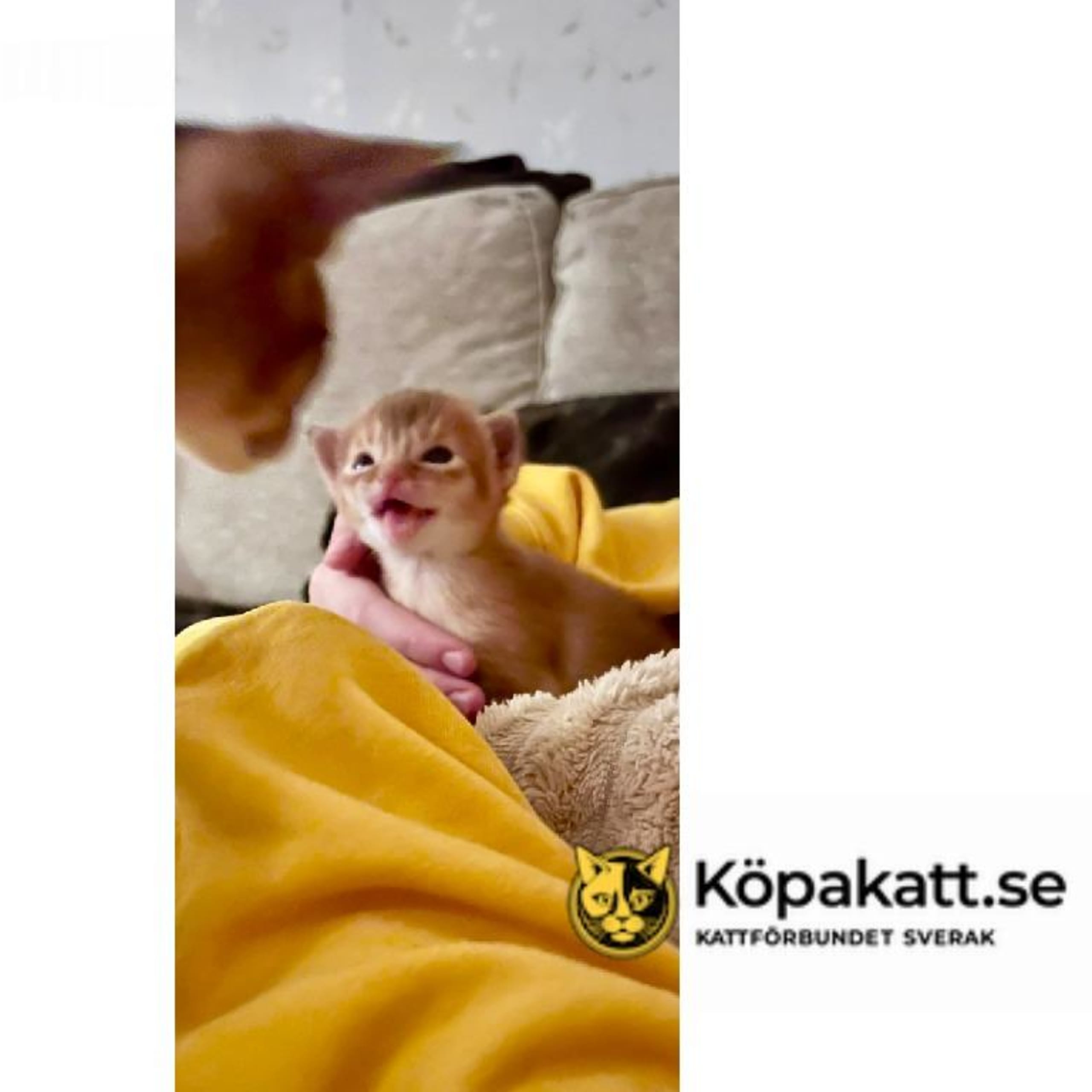 SE*Babytassens