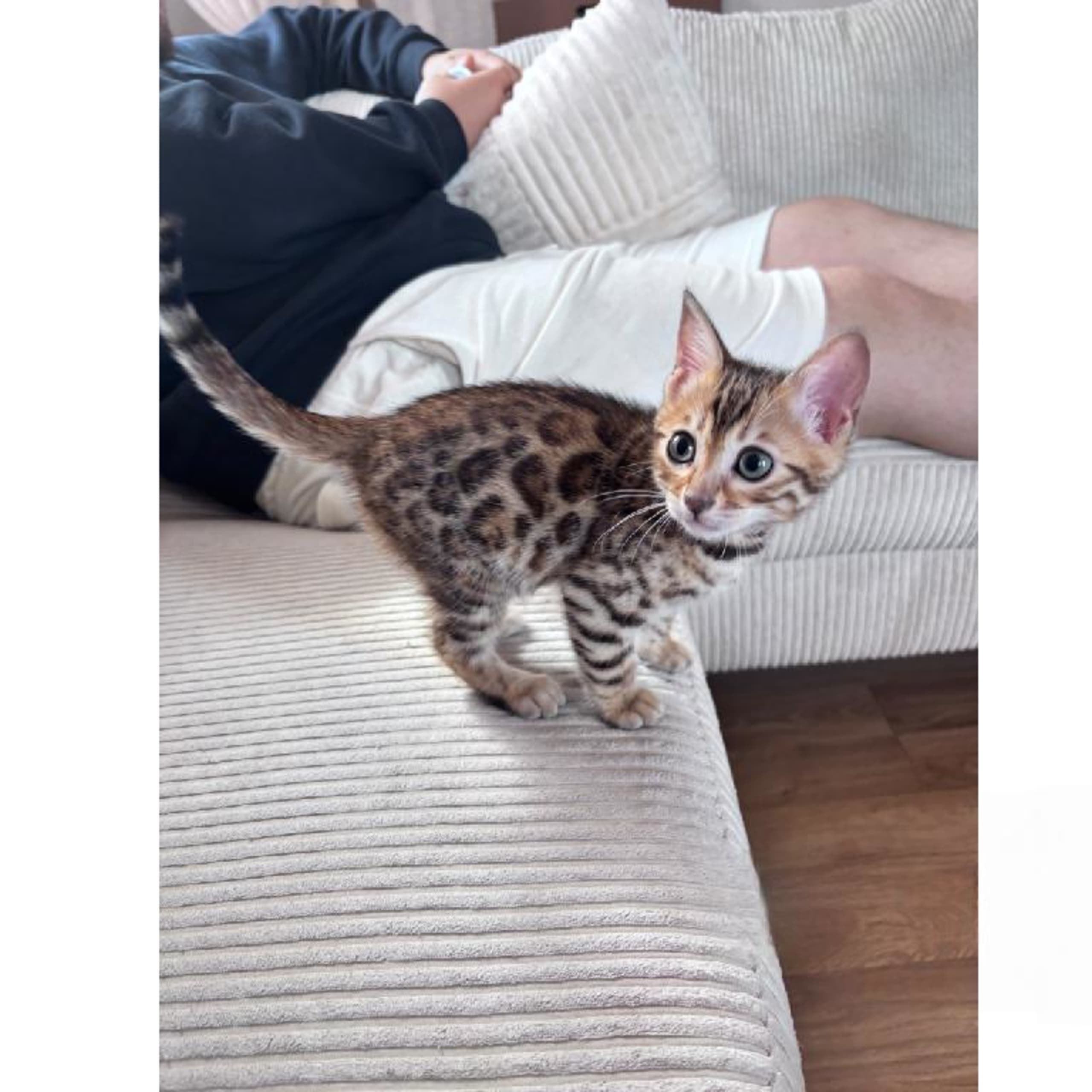 SE*Pawspots