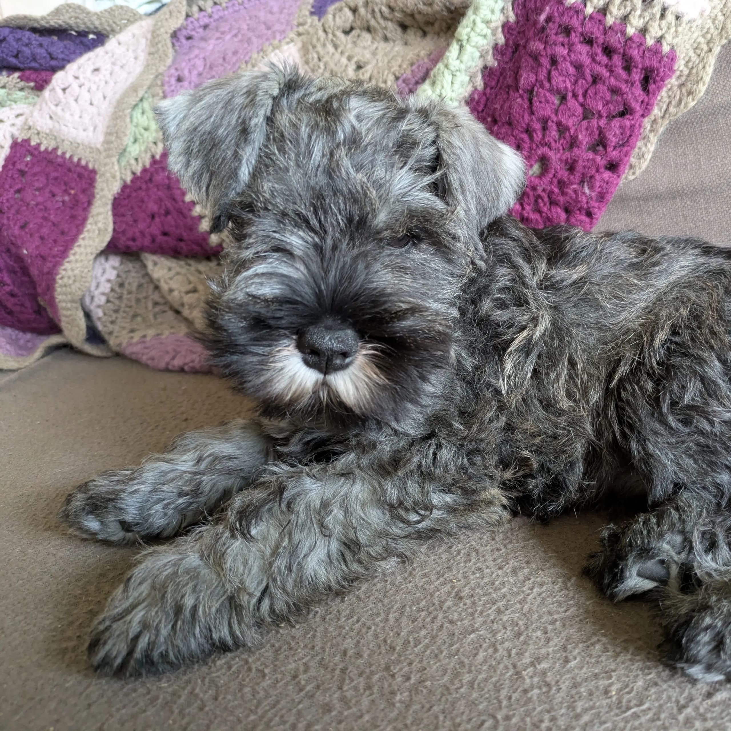 Dværgschnauzer