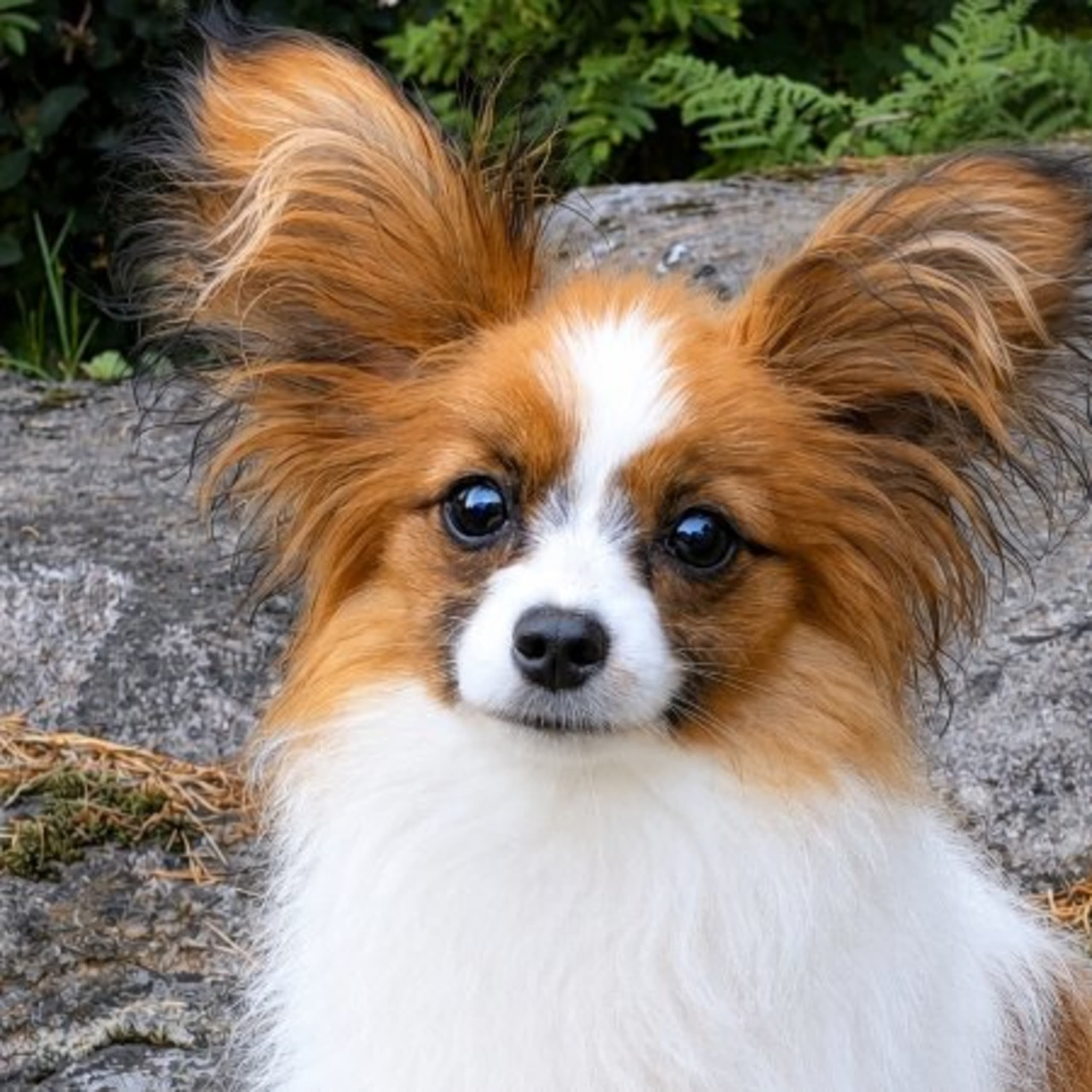 Papillon