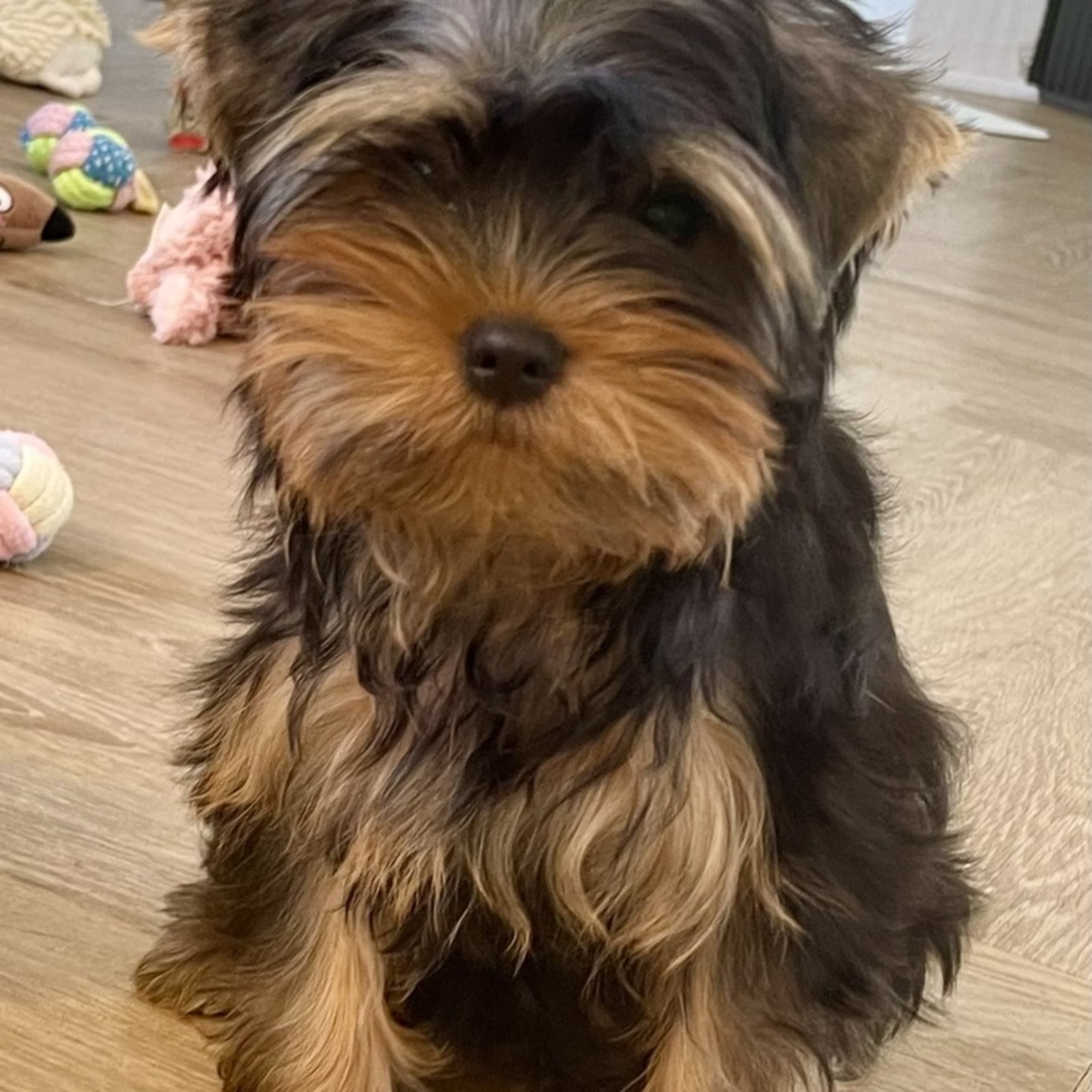 Yorkshire terrier