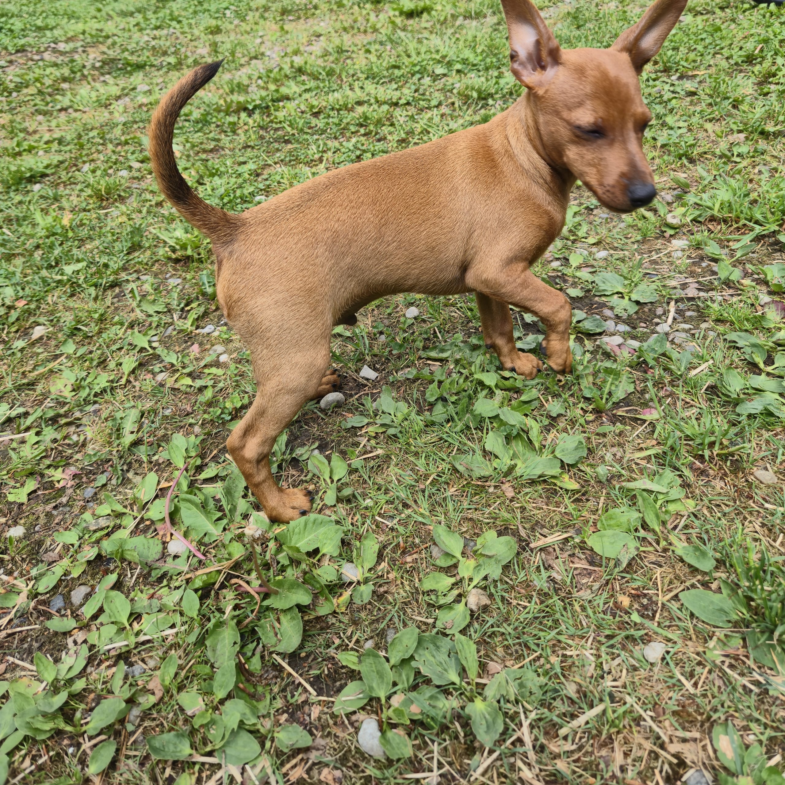 Dværgpinscher