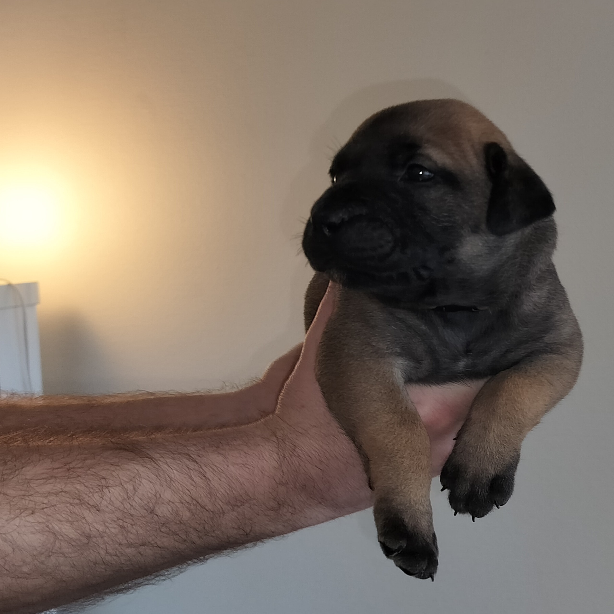 Boergarden boerboels