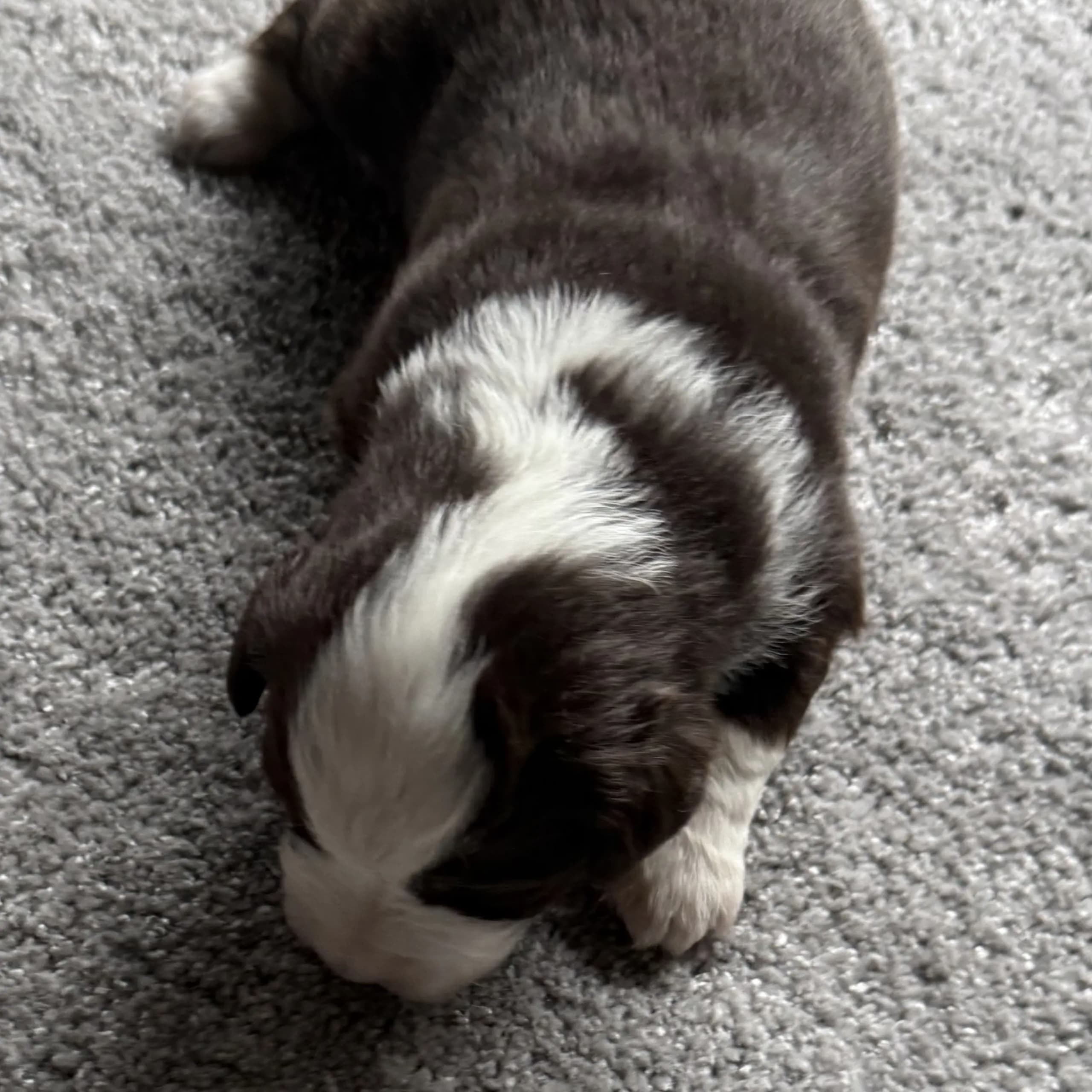 Miniature american shepherd