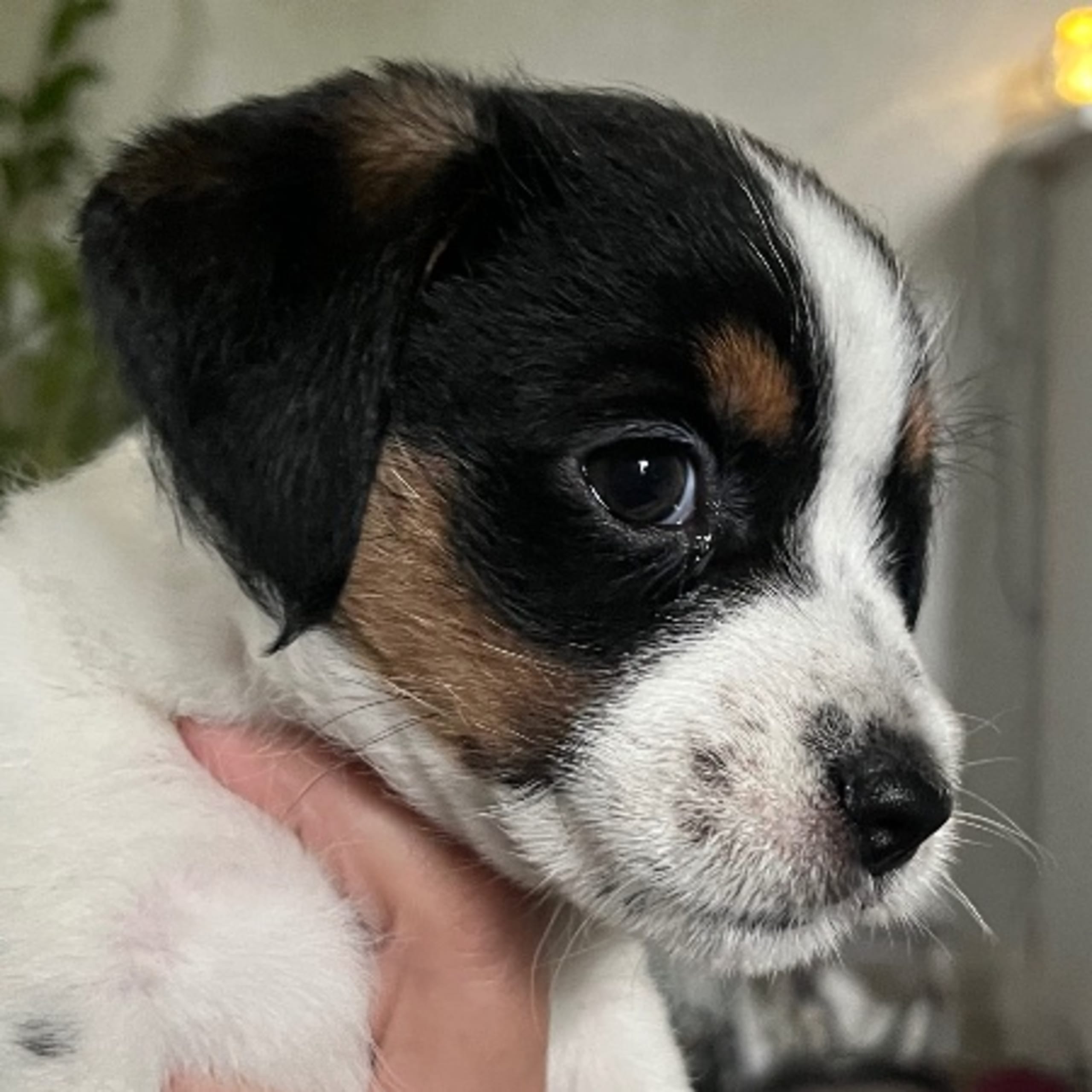 Jack Russell terrier