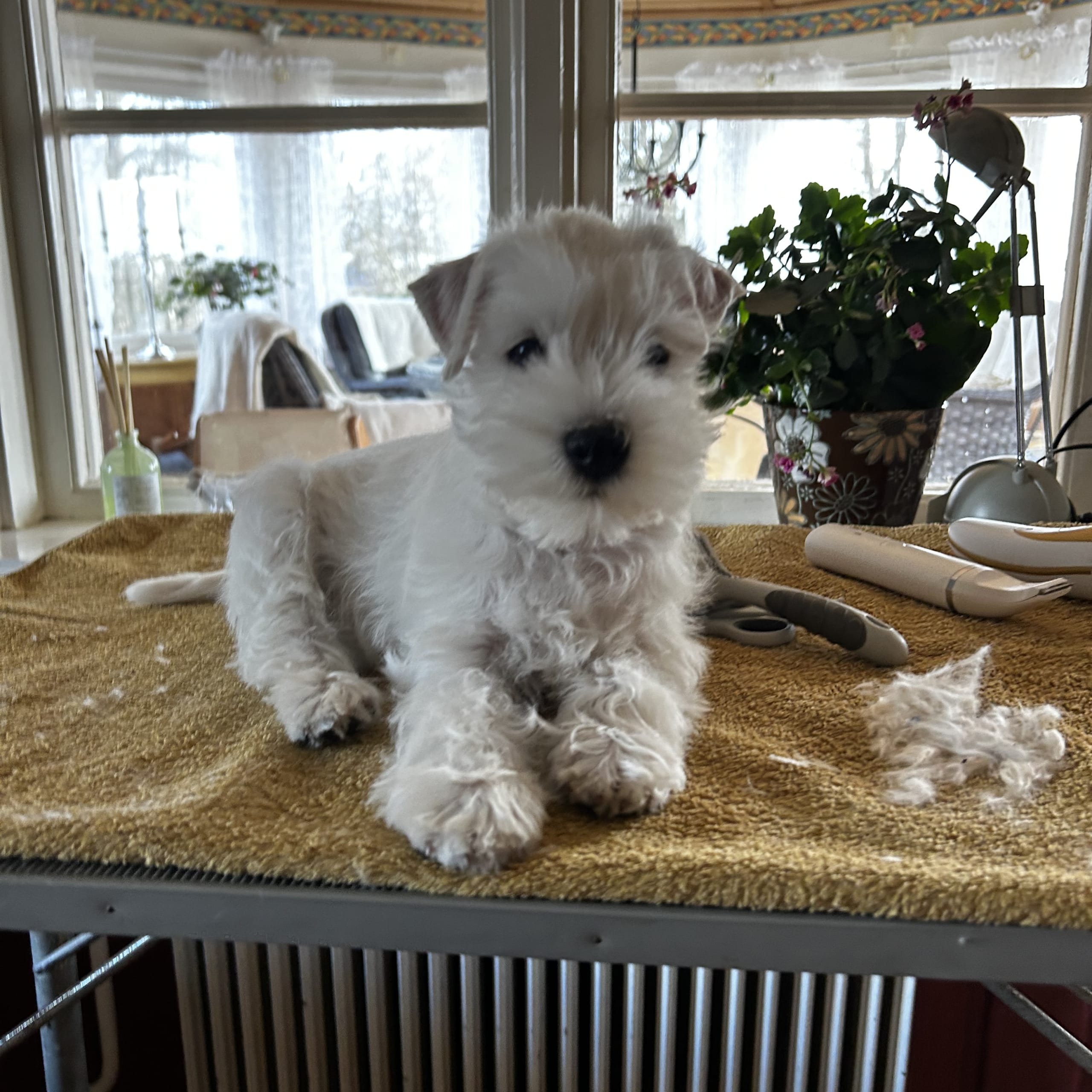 Miniature Schnauzer