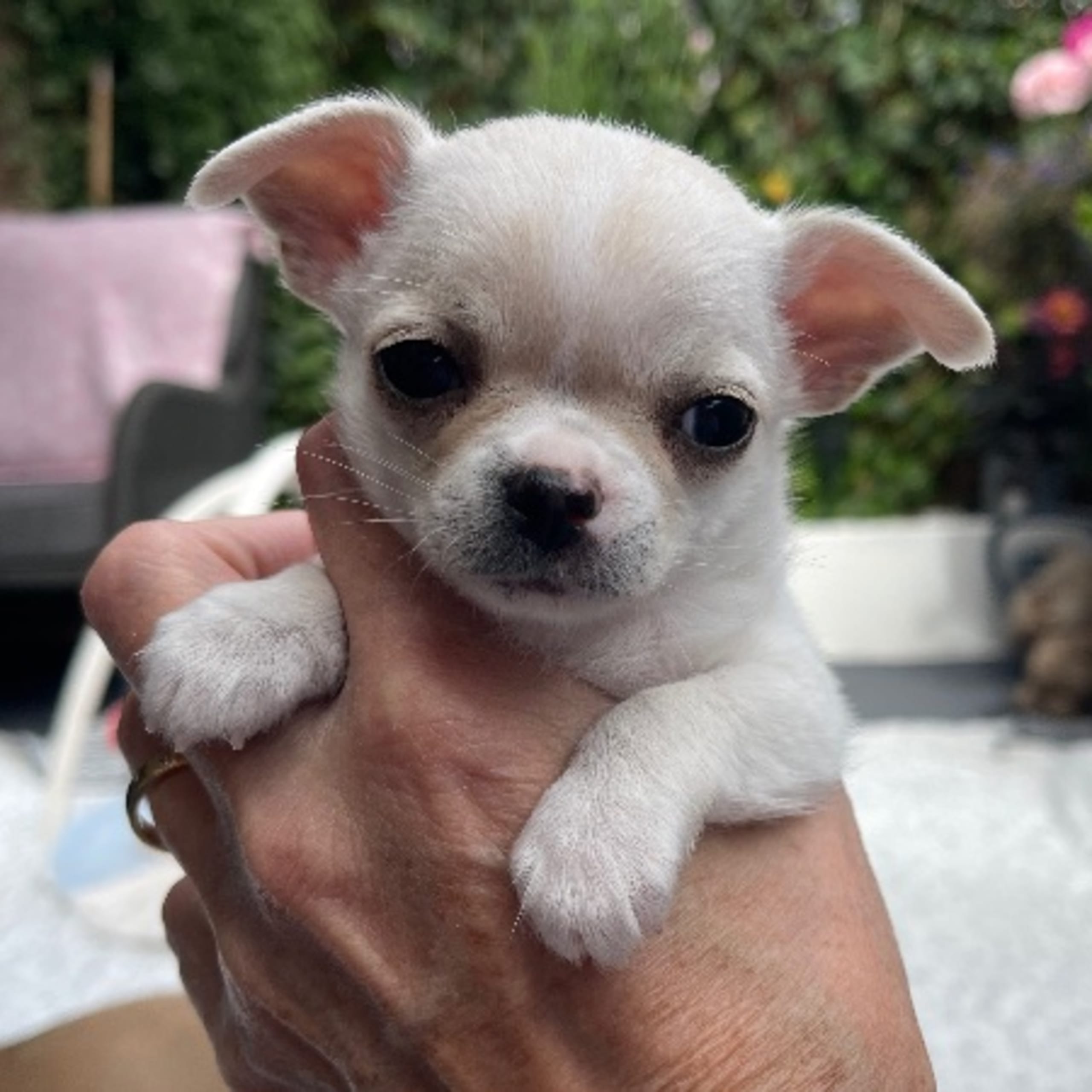 Chihuahua