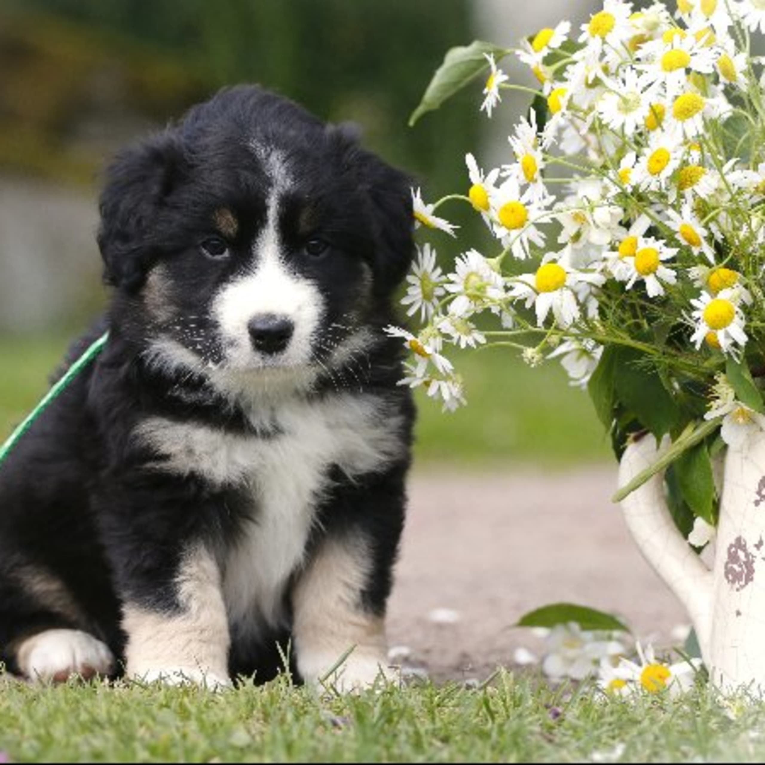 Miniature american shepherd