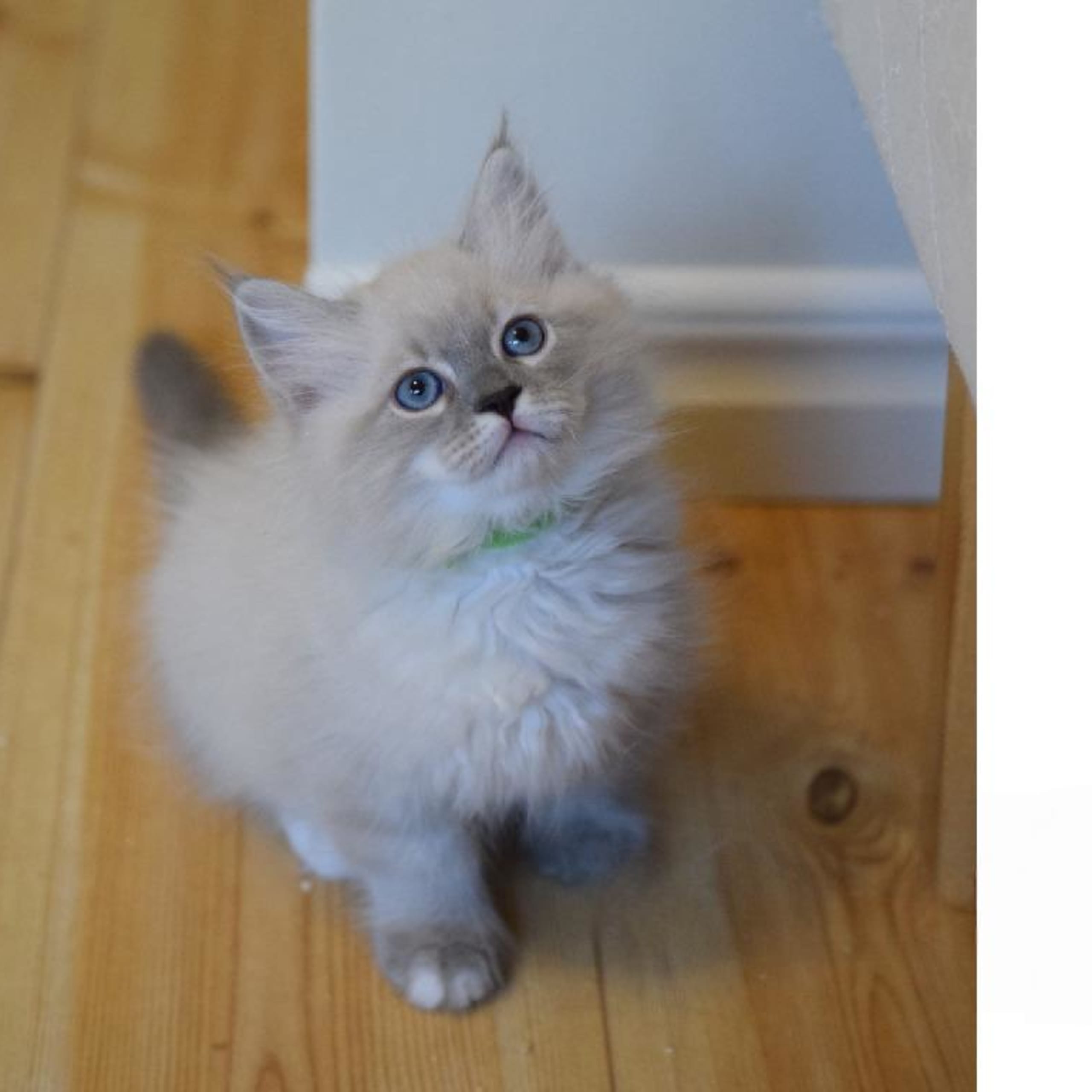 Sibirisk katt