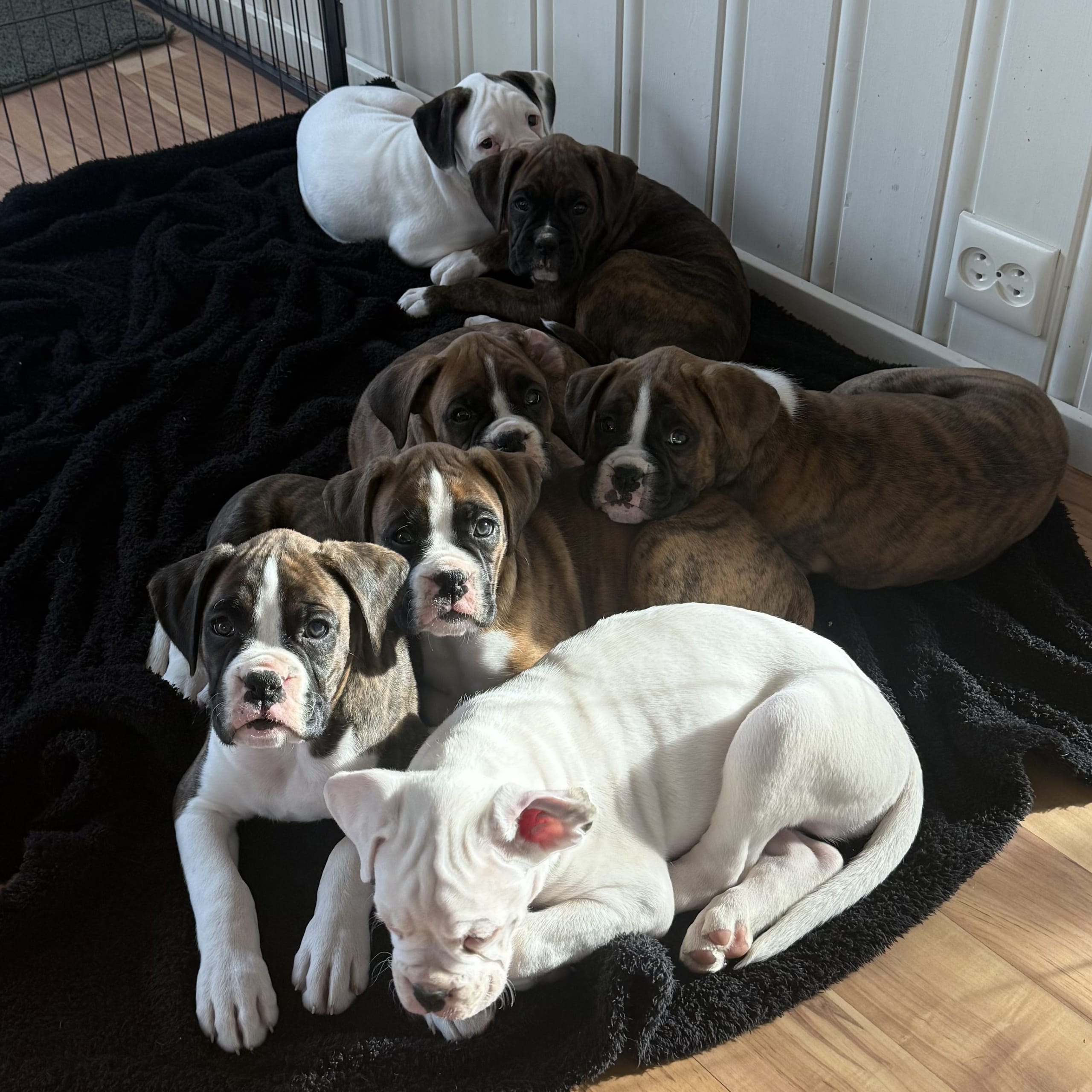 Boxer