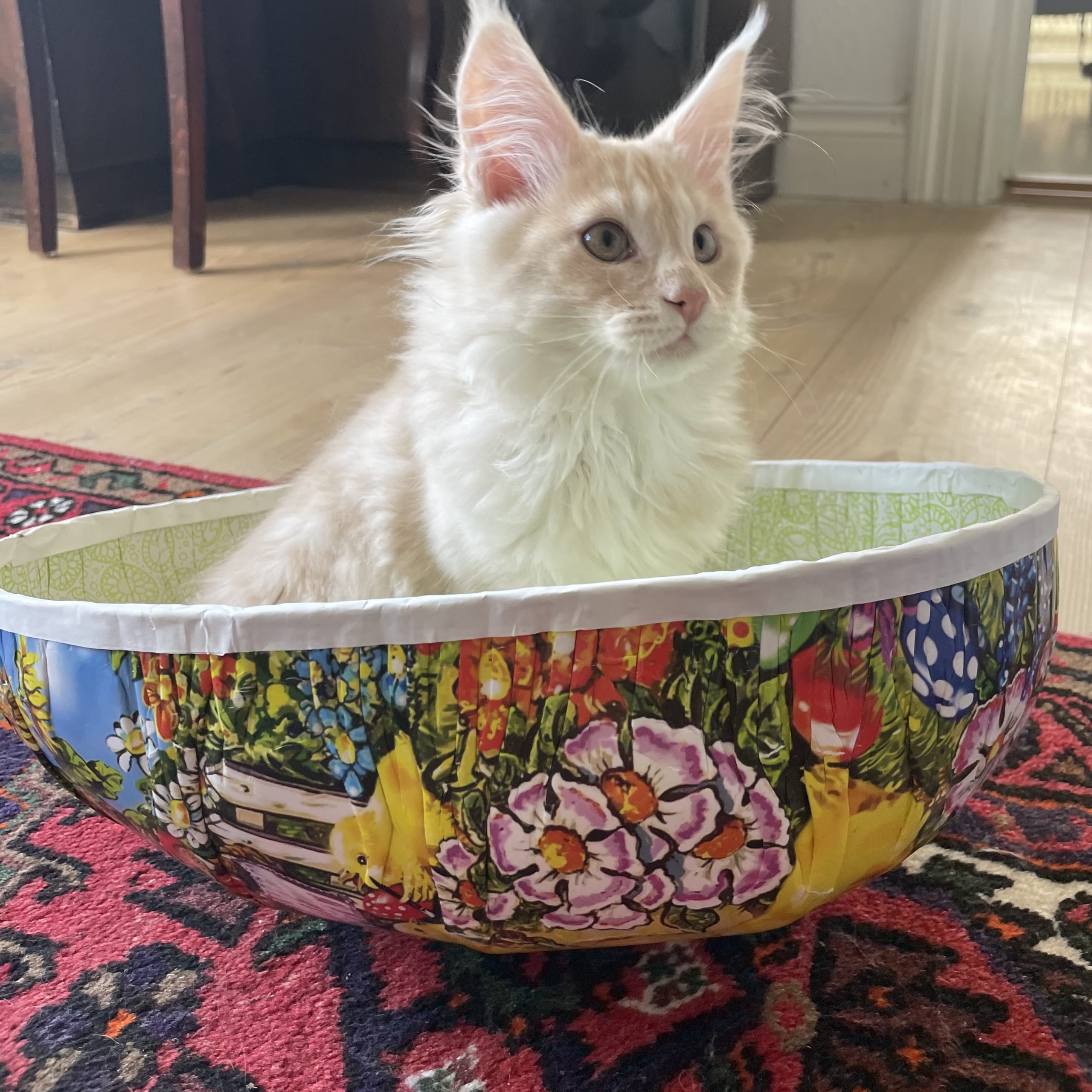 Maine Coon