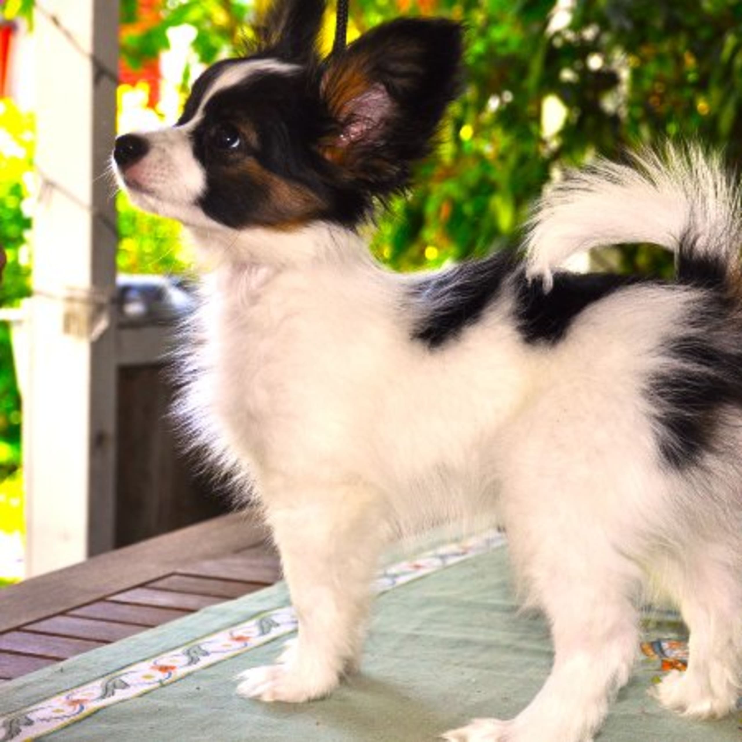 Papillon