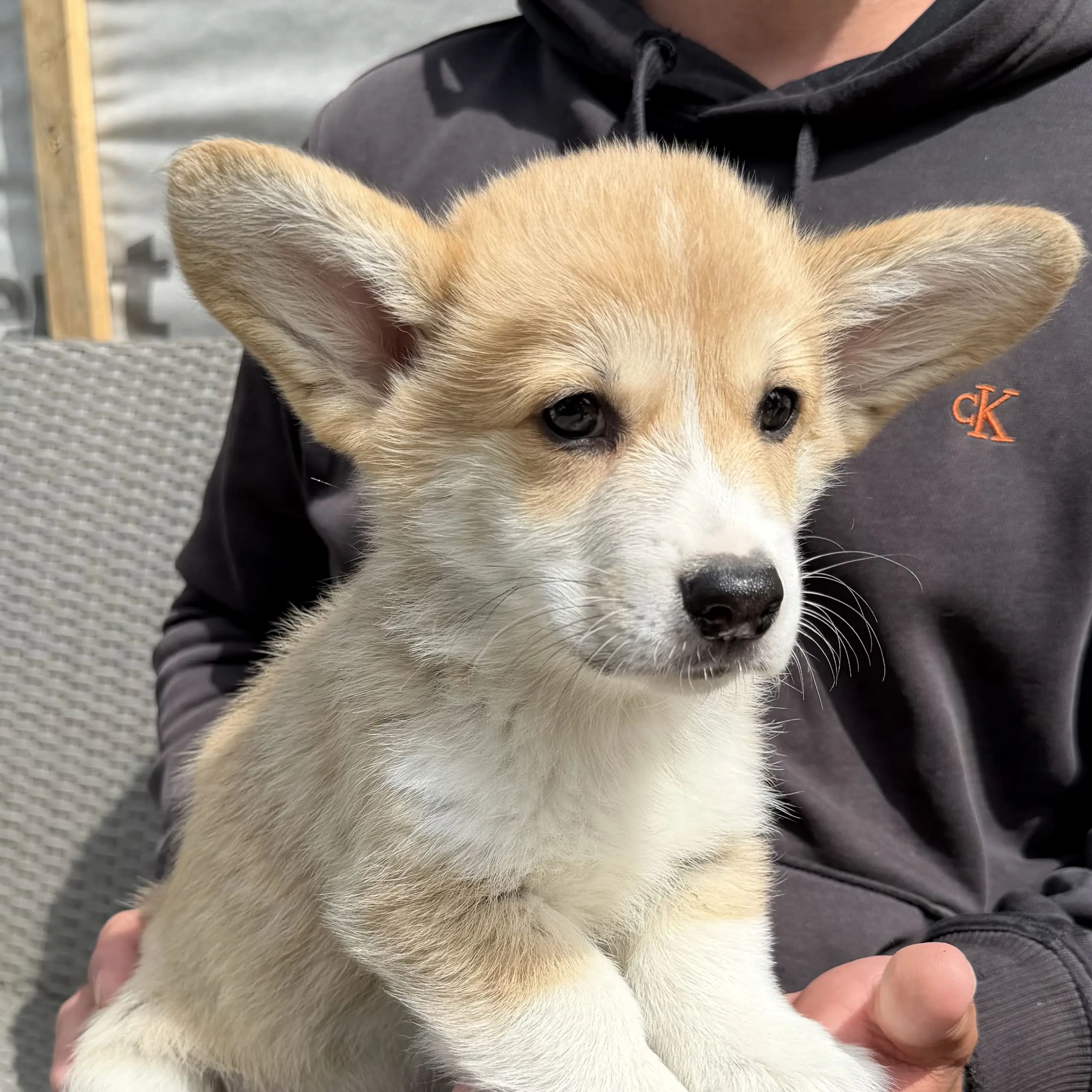 Hallo My Dog