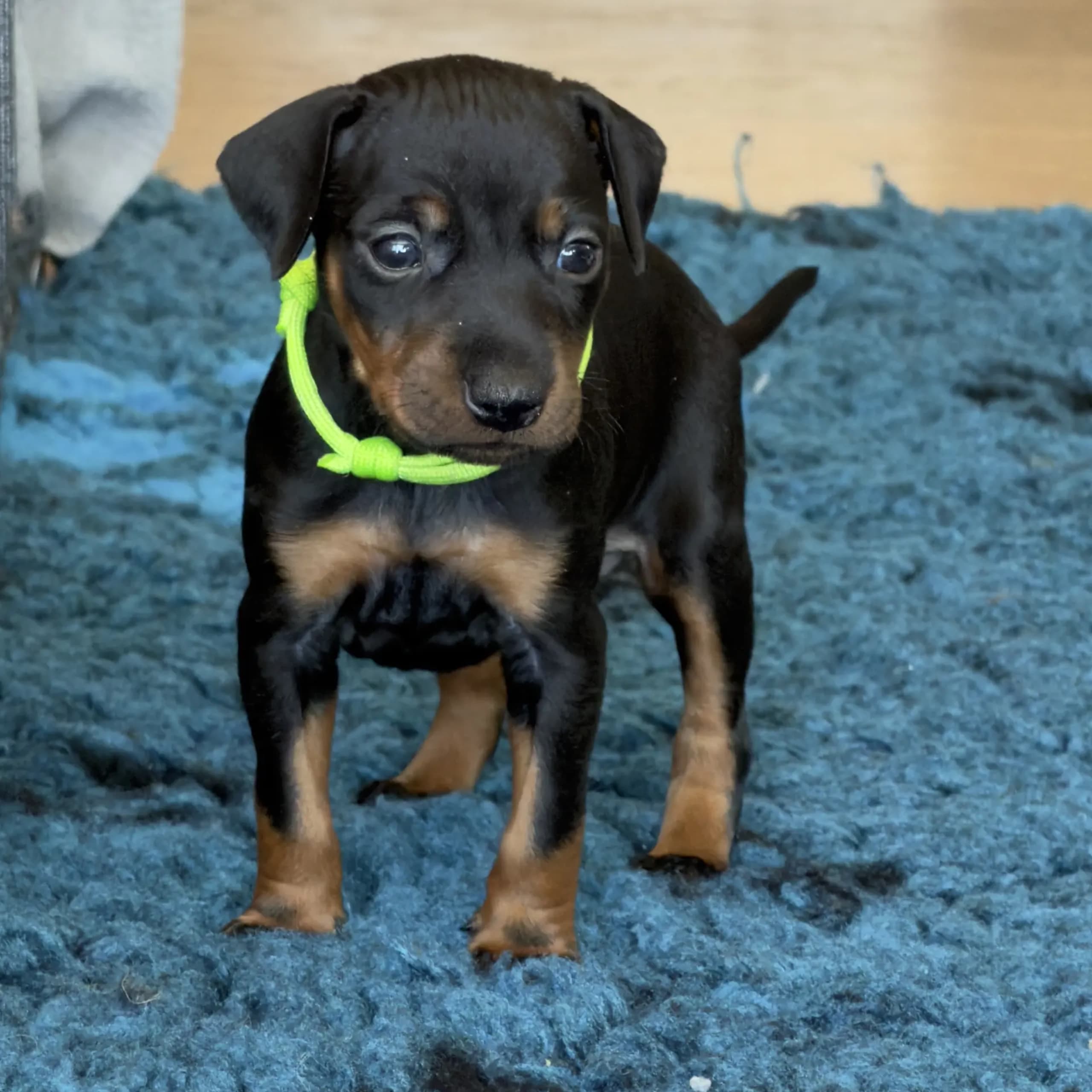 Manchesterterrier