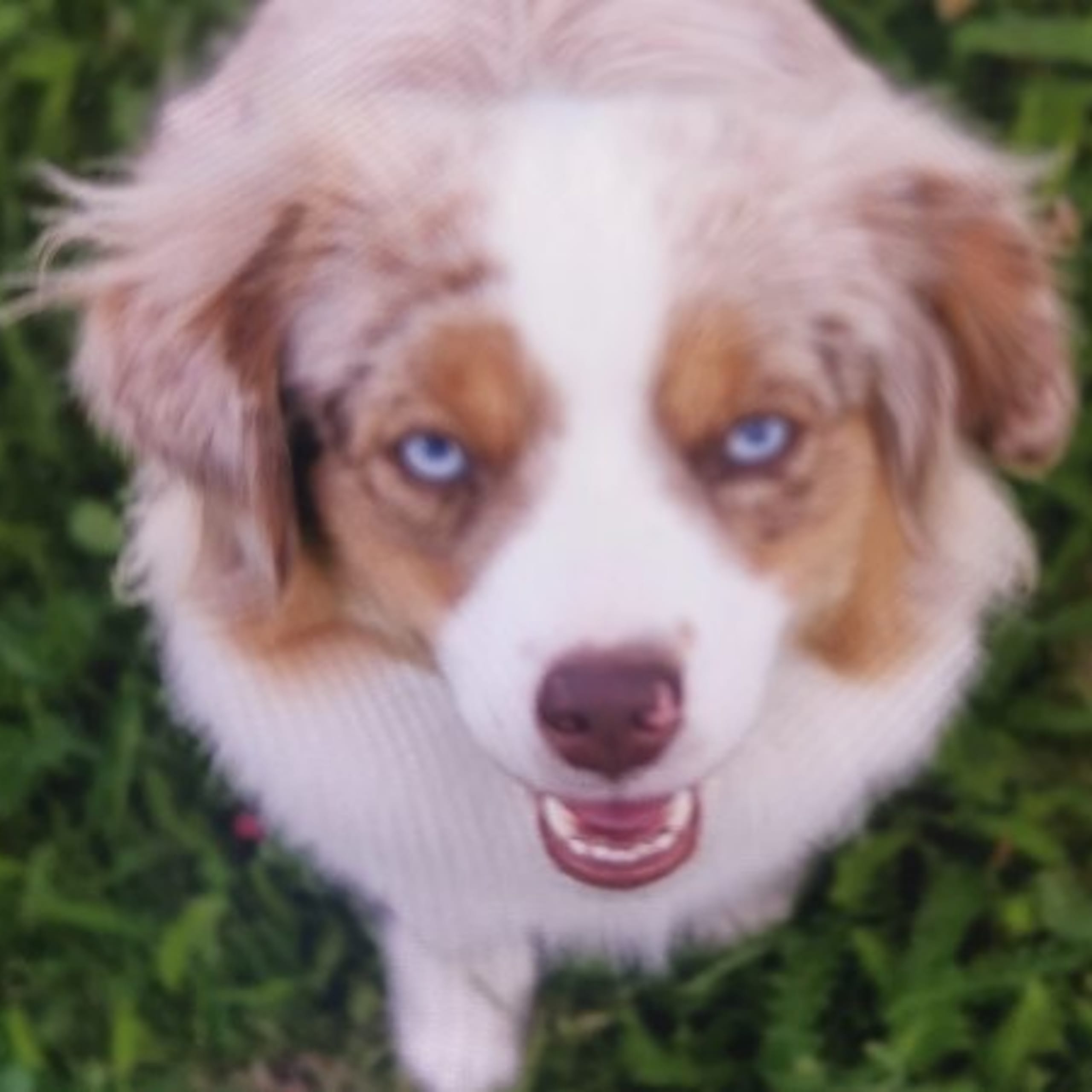 Miniature american shepherd