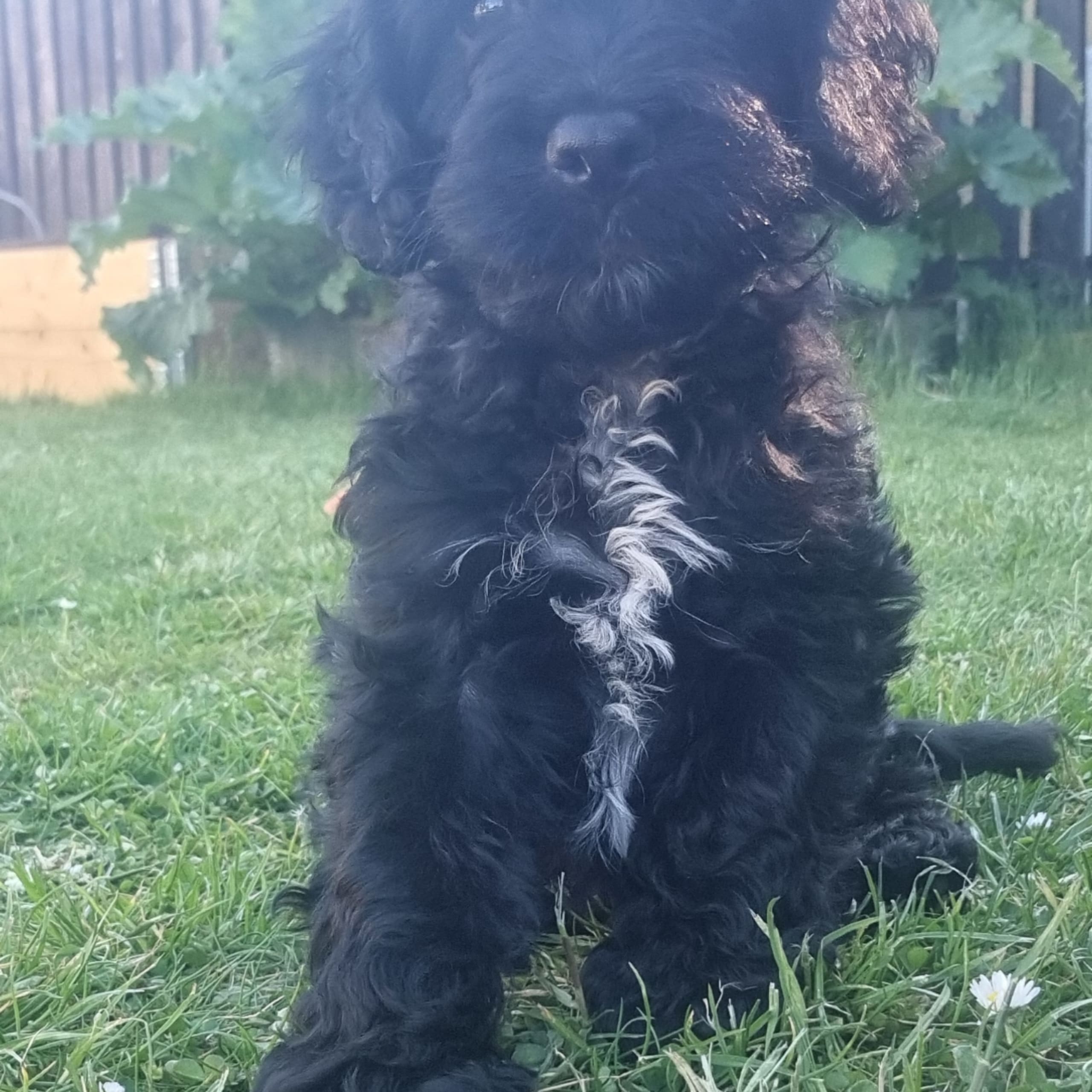 Cockerpoo