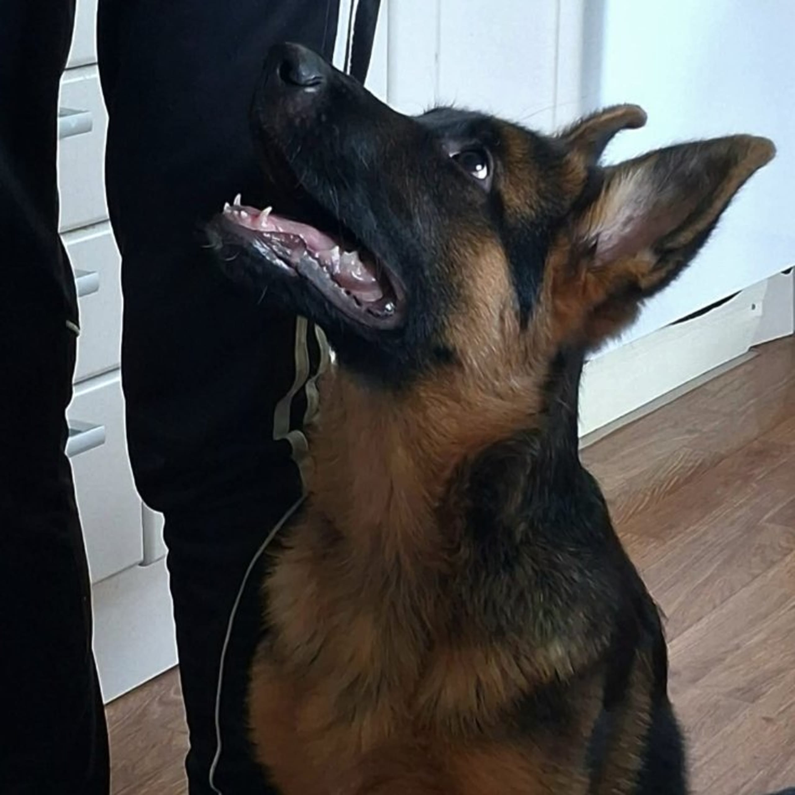 Tysk Schäferhund