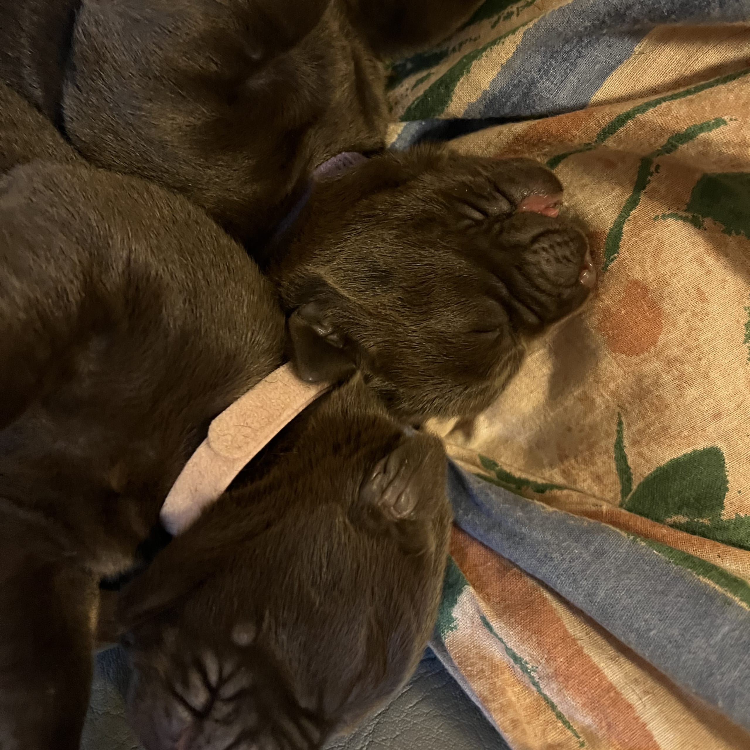 Labrador retriever
