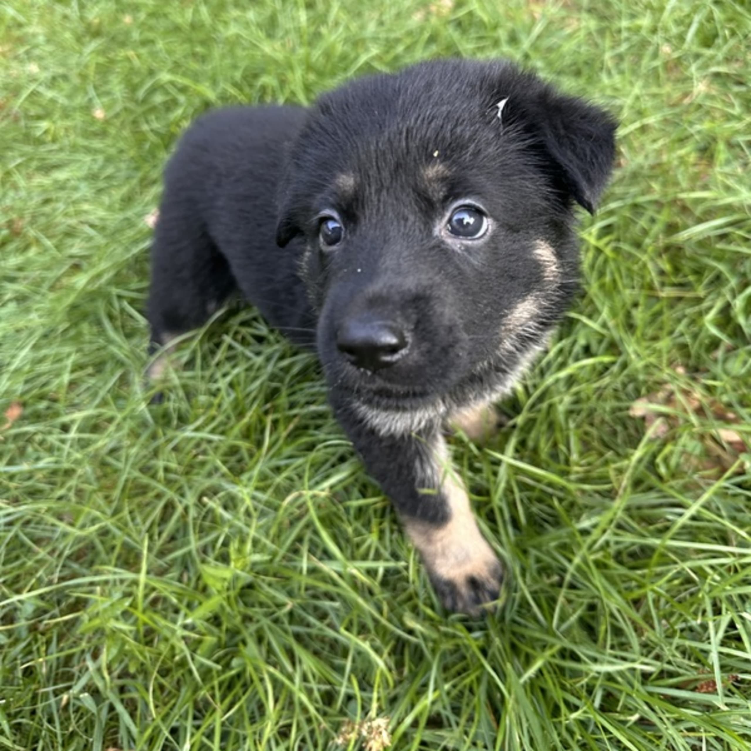 Tysk Schäferhund