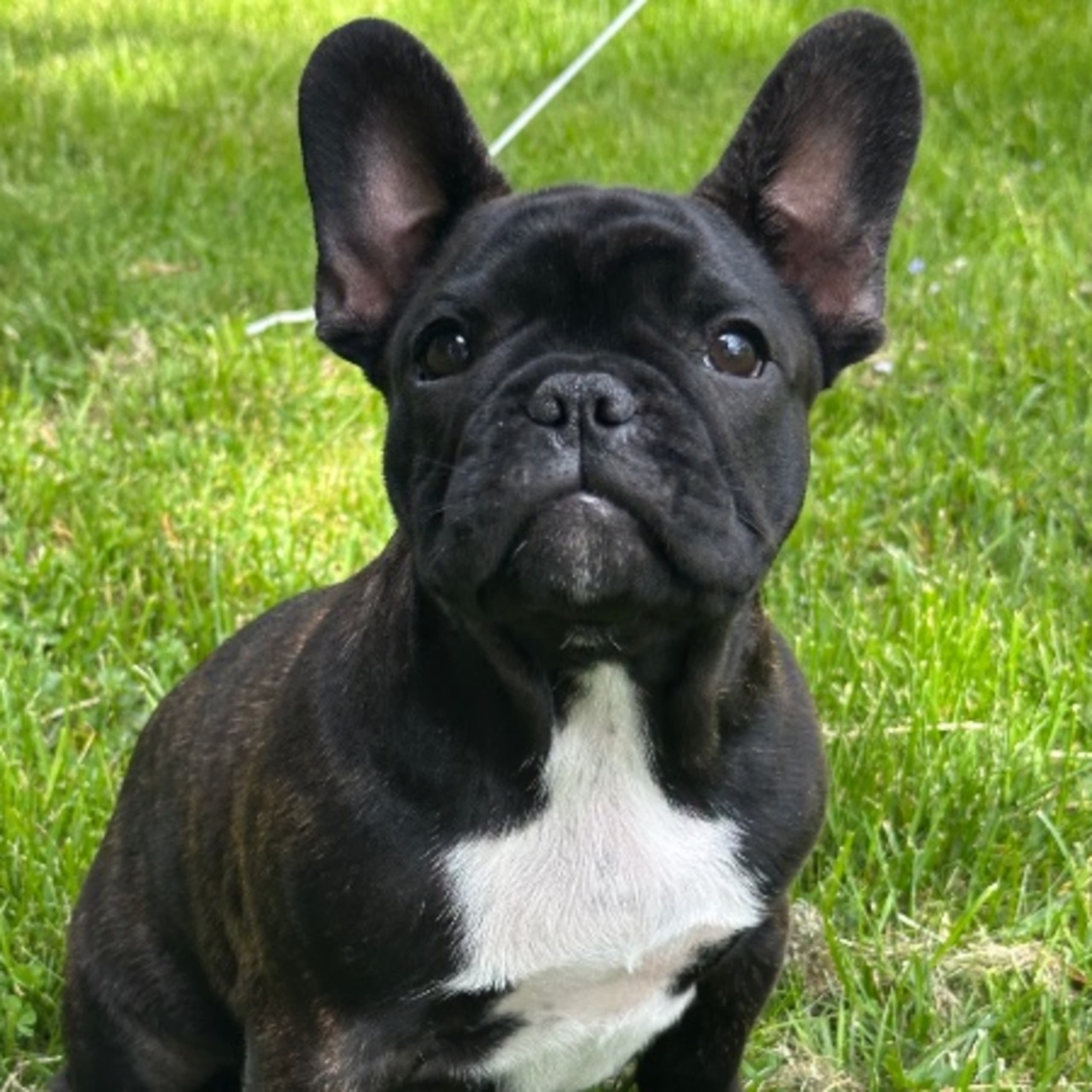 Fransk bulldogg