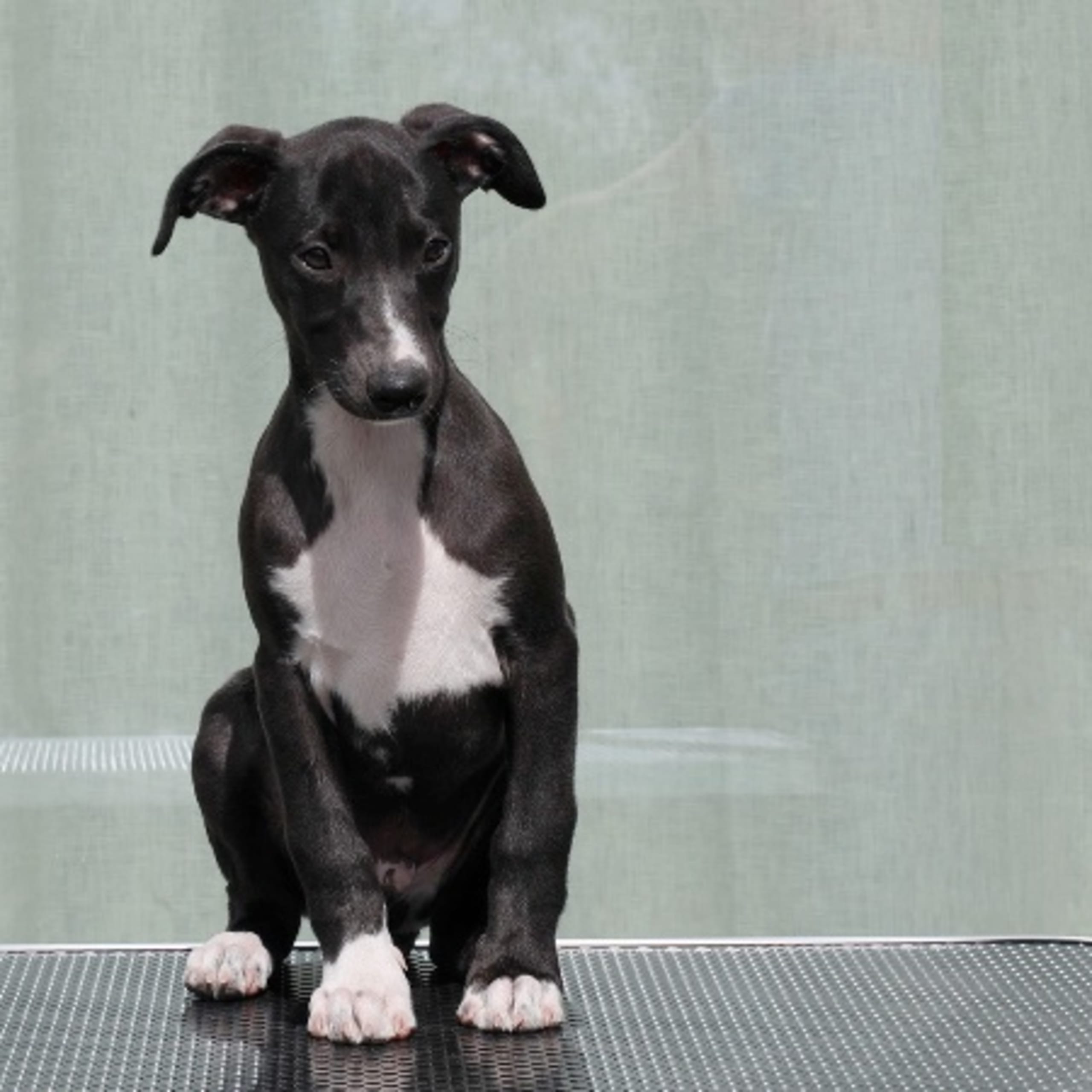 Whippet
