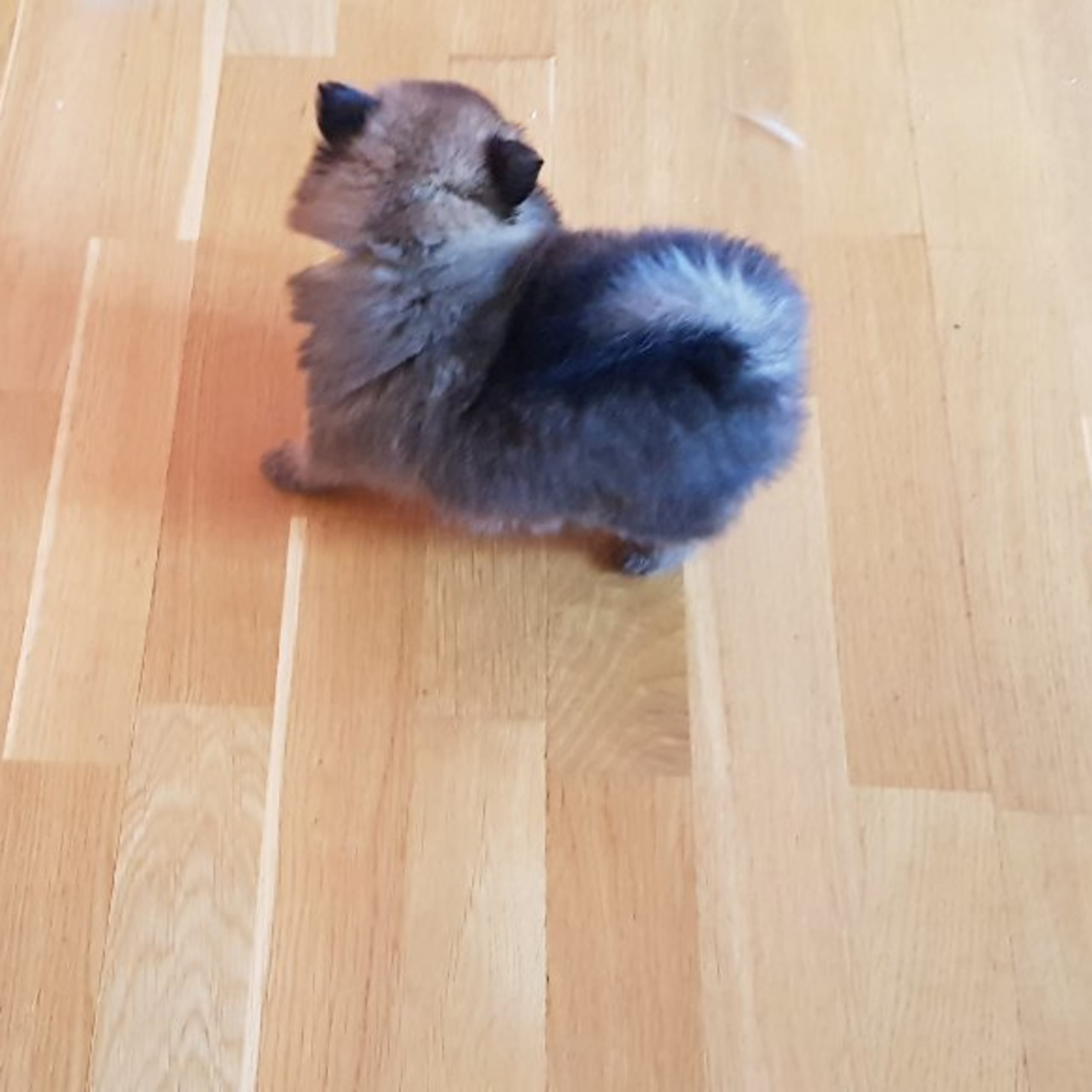Pomeranian