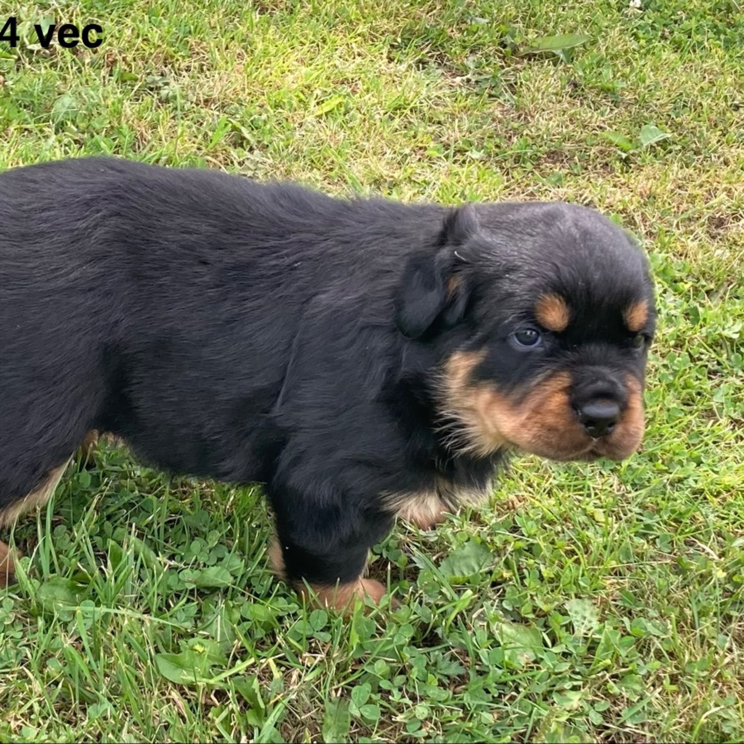 Rottweiler