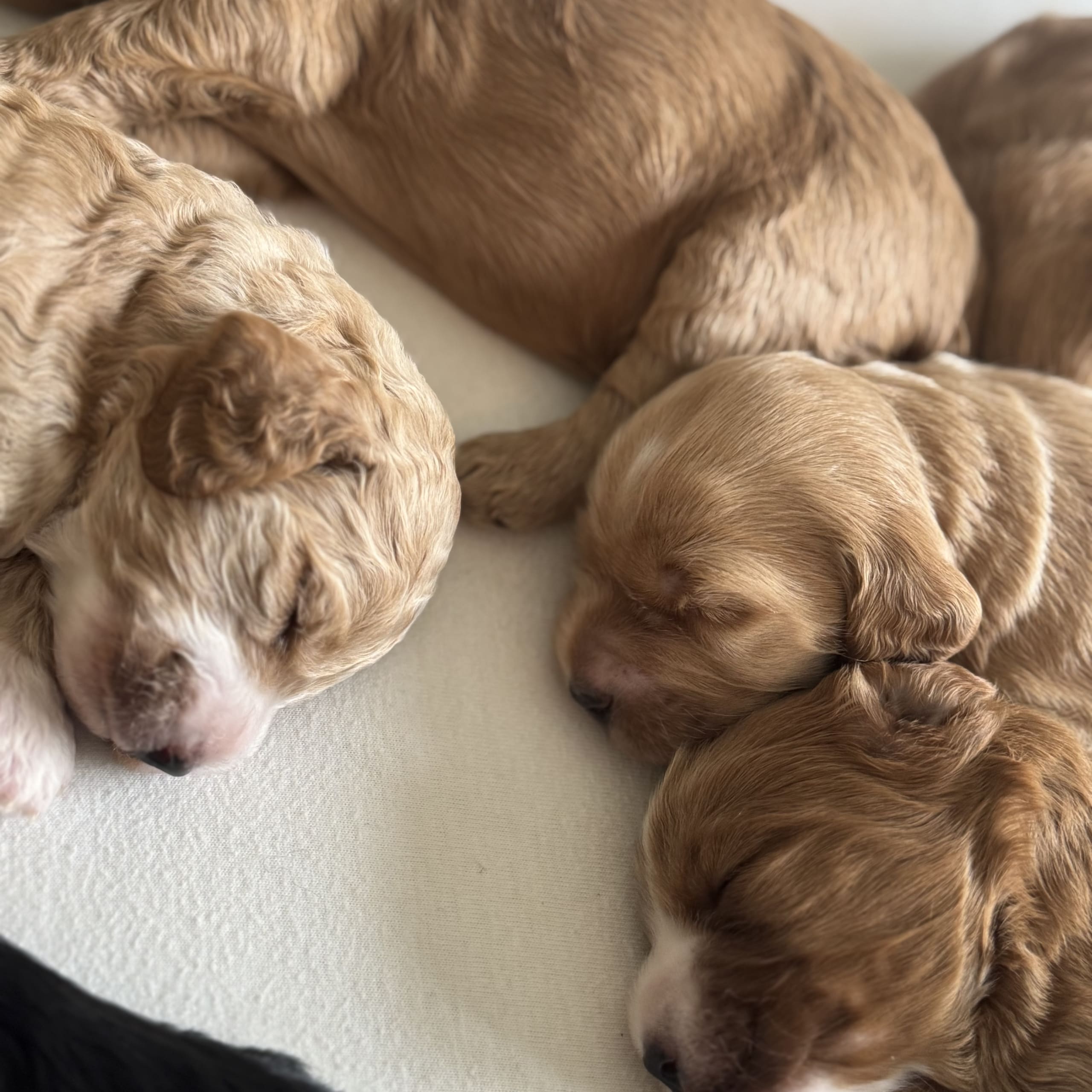 Cockapoo
